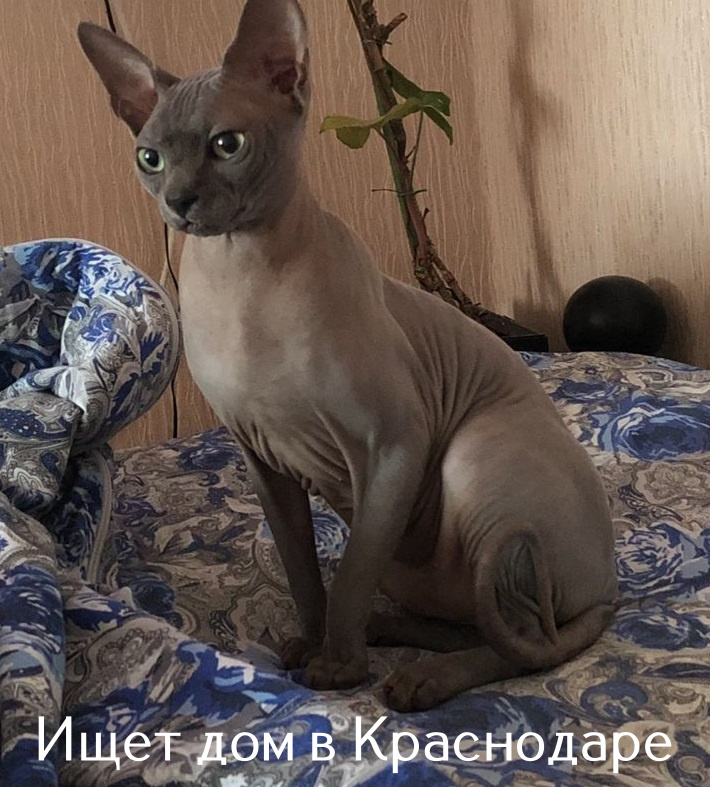 Life of the home shelter Kotoland 453 - My, cat, In good hands, Help, Animal Rescue, Shelter Cotoland, Homeless animals, Cat lovers, Lipetsk, Kindness, Longpost