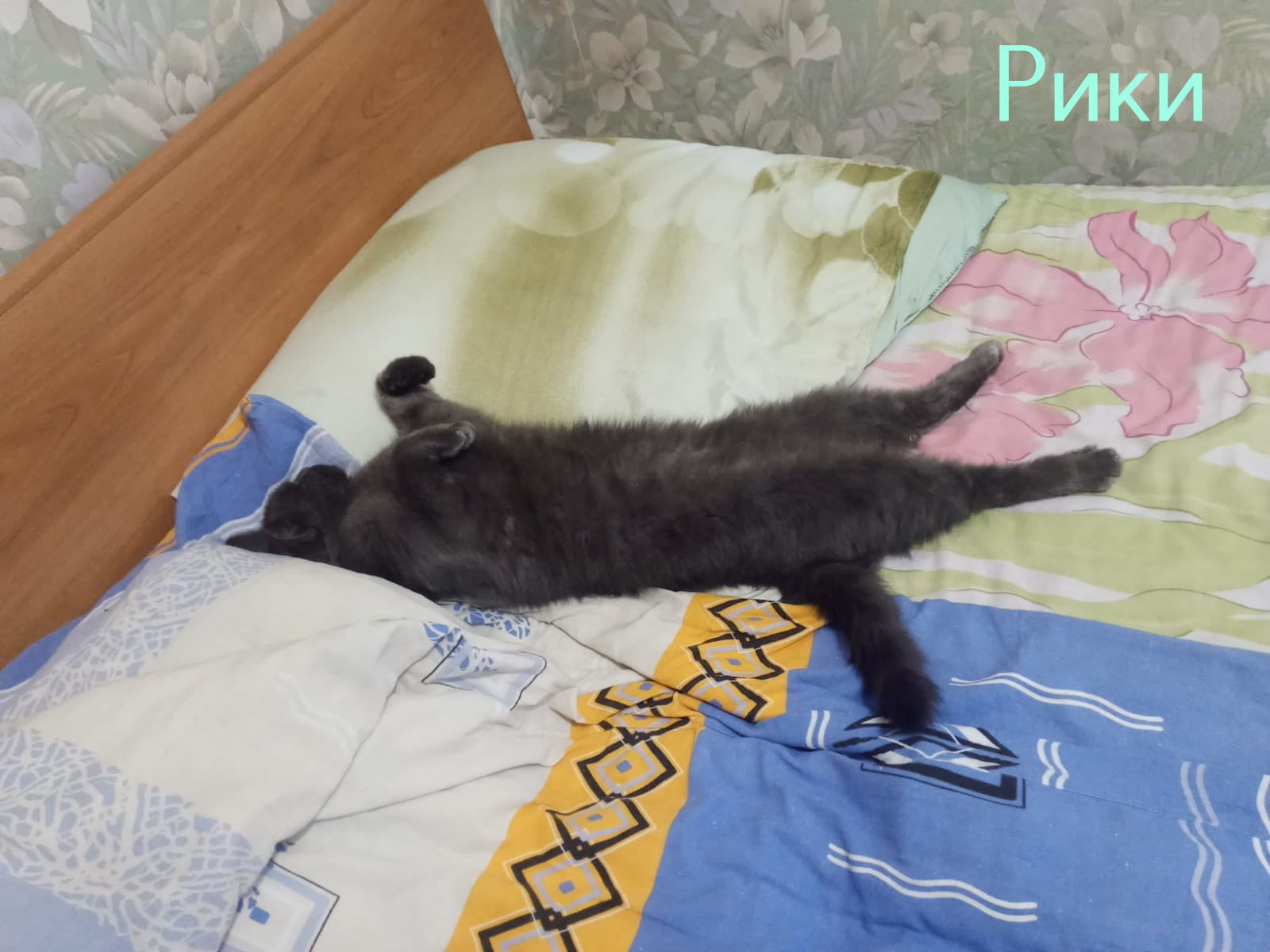 Life of the home shelter Kotoland 453 - My, cat, In good hands, Help, Animal Rescue, Shelter Cotoland, Homeless animals, Cat lovers, Lipetsk, Kindness, Longpost