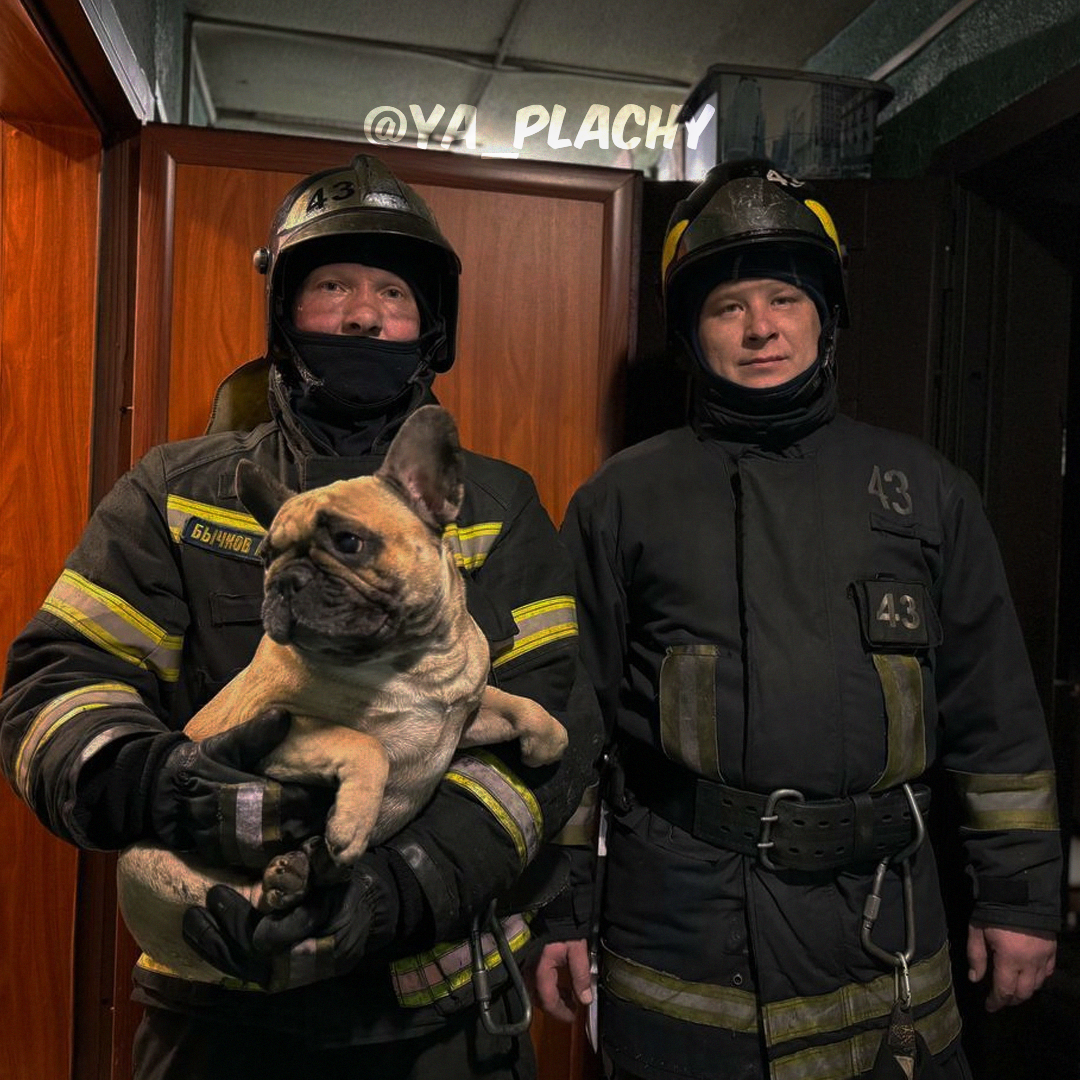 Firefighters from the Russian Ministry of Emergency Situations saved a man and a dog during a fire! - Animal Rescue, Kindness, Fire, Helping animals, Ministry of Emergency Situations, Positive, Dog