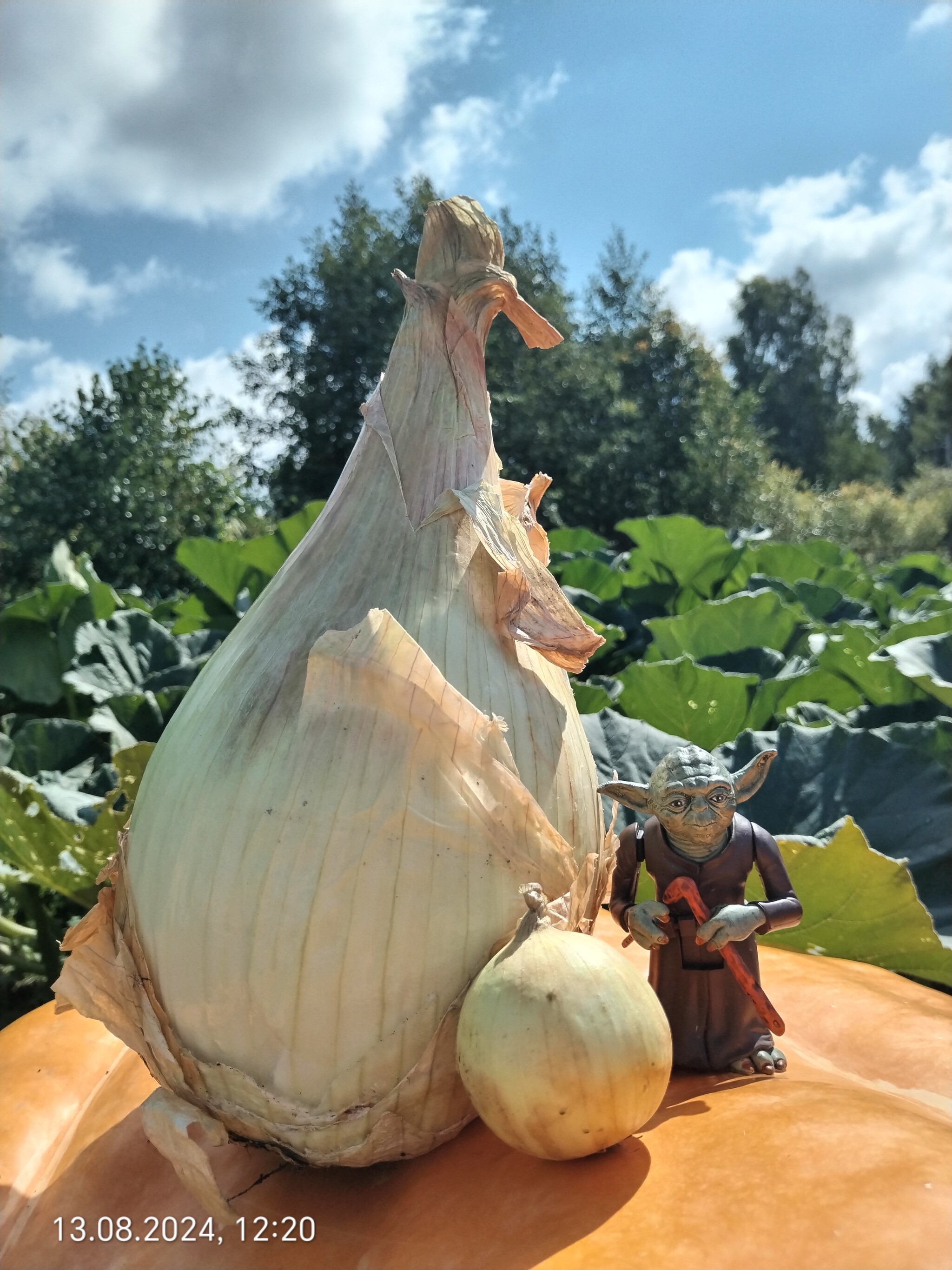 Onion, onion, golden onion... And here you are!) - My, Onion, Garden, Giants, Gigantomania, Longpost