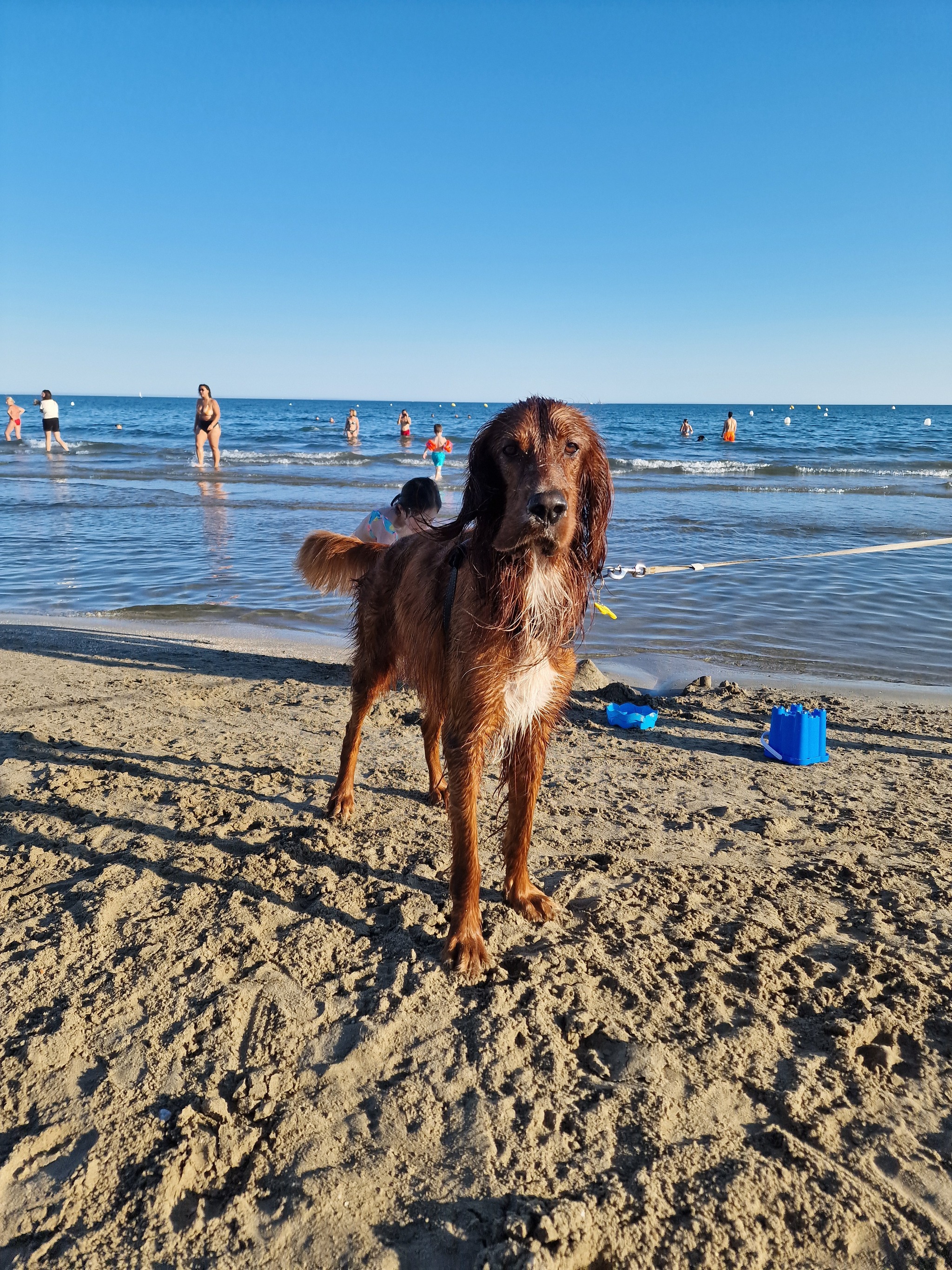 How dogs relax in France on the Mediterranean Sea - Dog lovers, Dog, Living abroad, France, Mediterranean Sea, European Union, Vacation