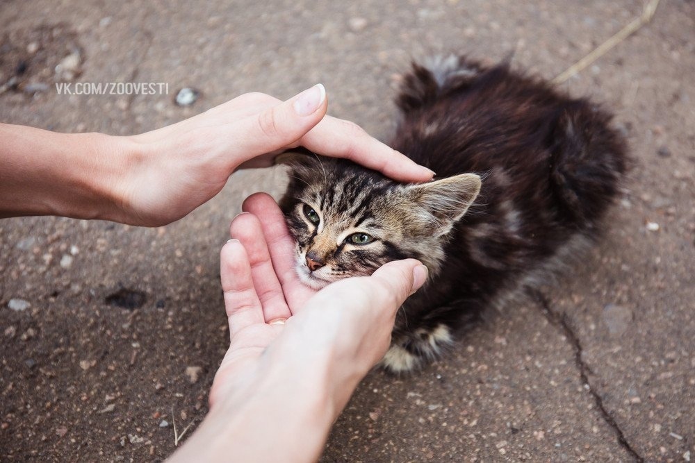 Если я узнаю, что человек терпеть не может животных, то он перестаёт для меня существовать.Ю.Антонов - Животные, Домашние животные, Кот, Люди, Забота