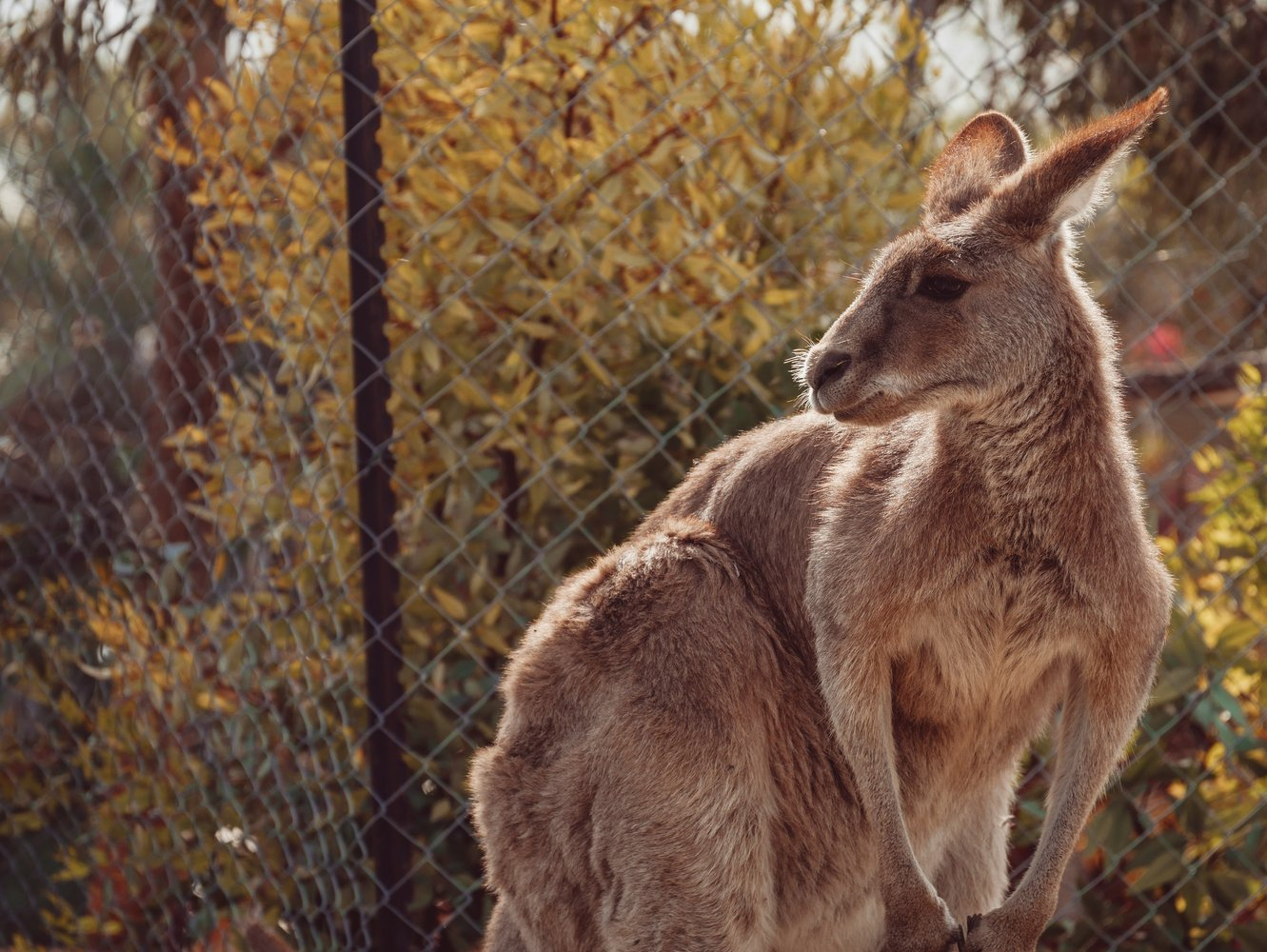 Kangaroos escaped from a Czech prison - Kangaroo, Prison, The escape, Digging, Czech, Marsupials, Wild animals