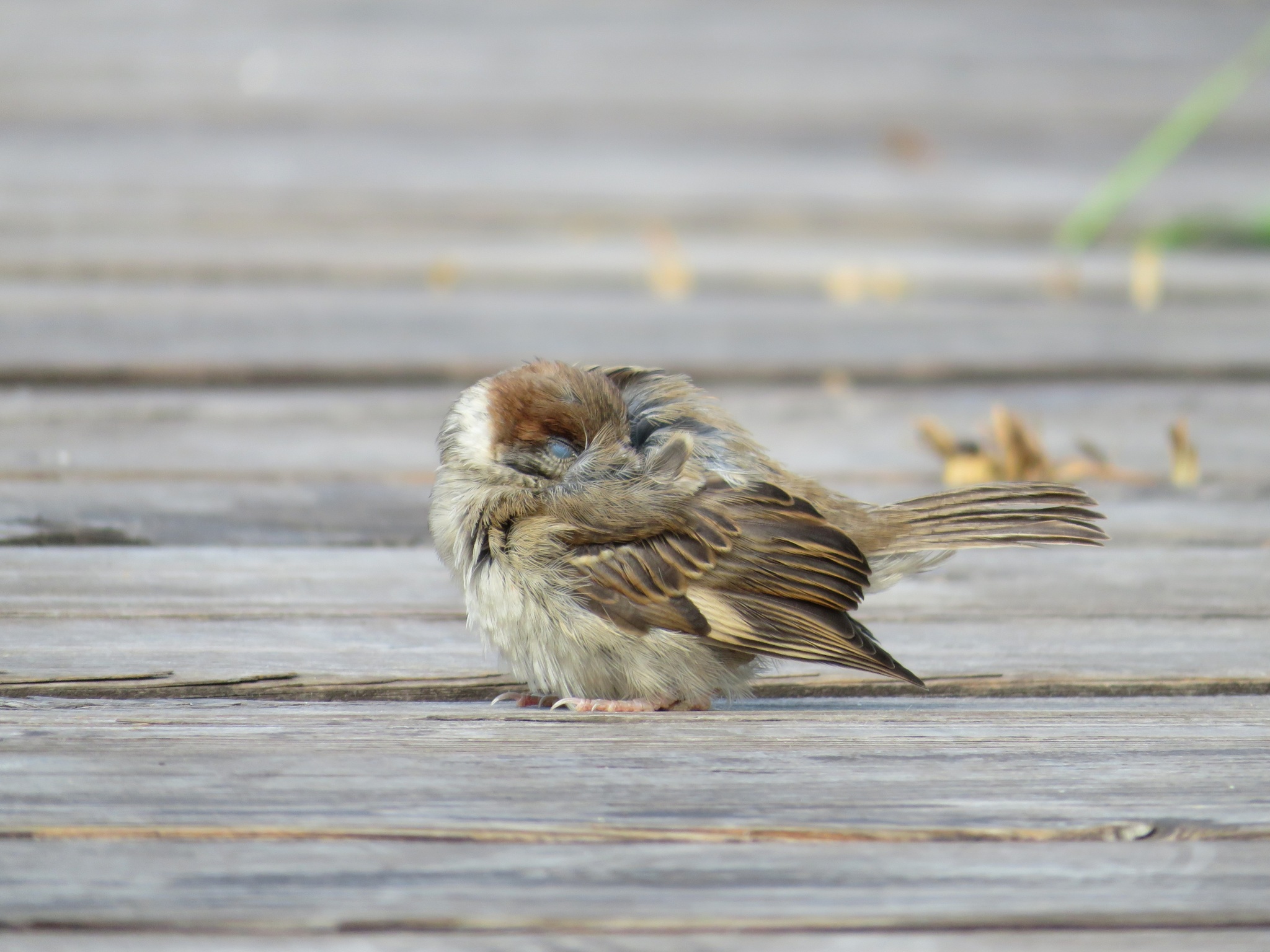 Shh - My, Photo hunting, Ornithology, The nature of Russia, Animals, Birds, Sparrow, Bird watching, In the animal world, The photo