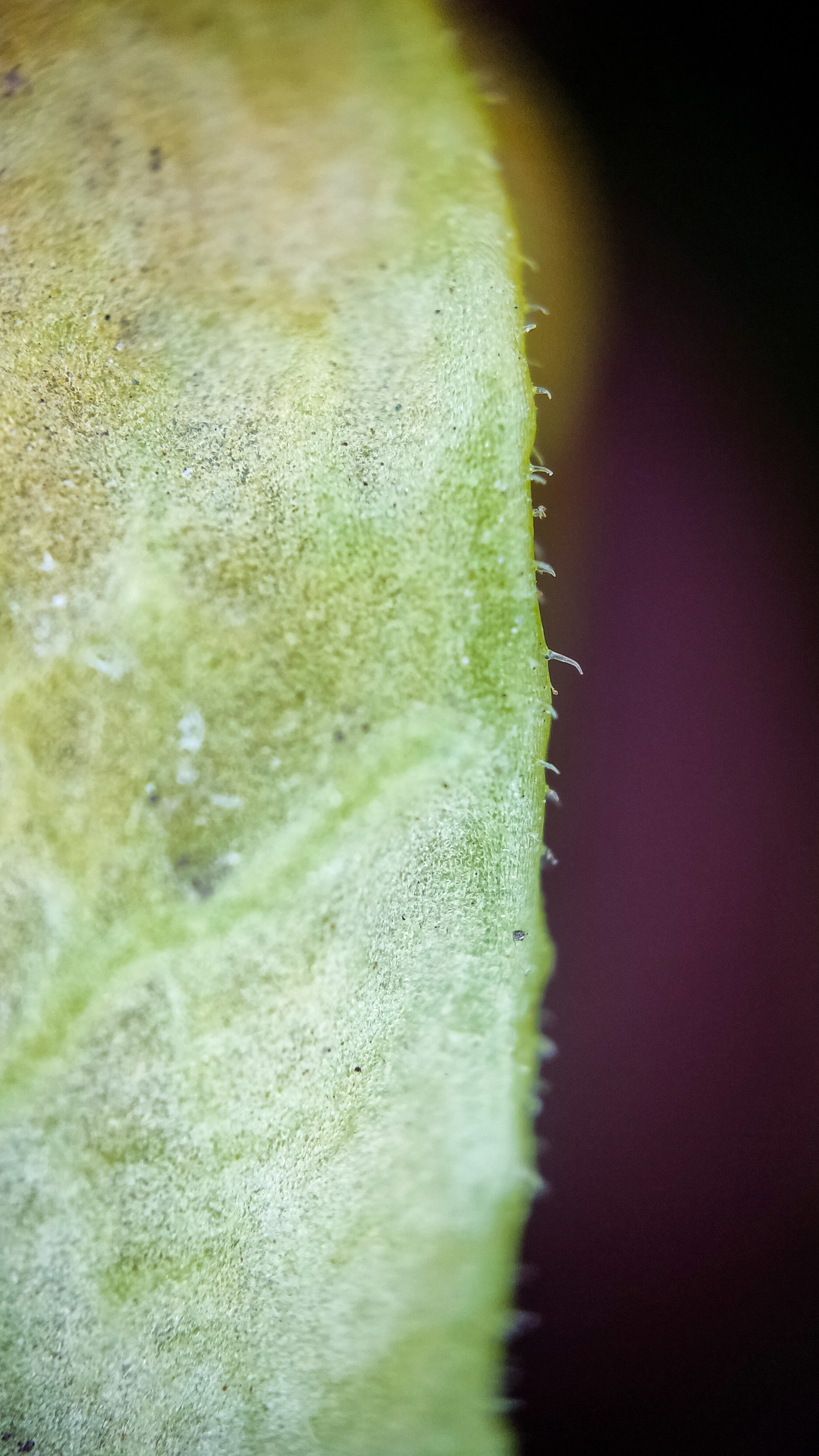 Photo project Let's take a closer look post No. 67. Physalis - My, Bloom, Macro photography, Nature, The photo, Microfilming, Garden, Physalis, Longpost