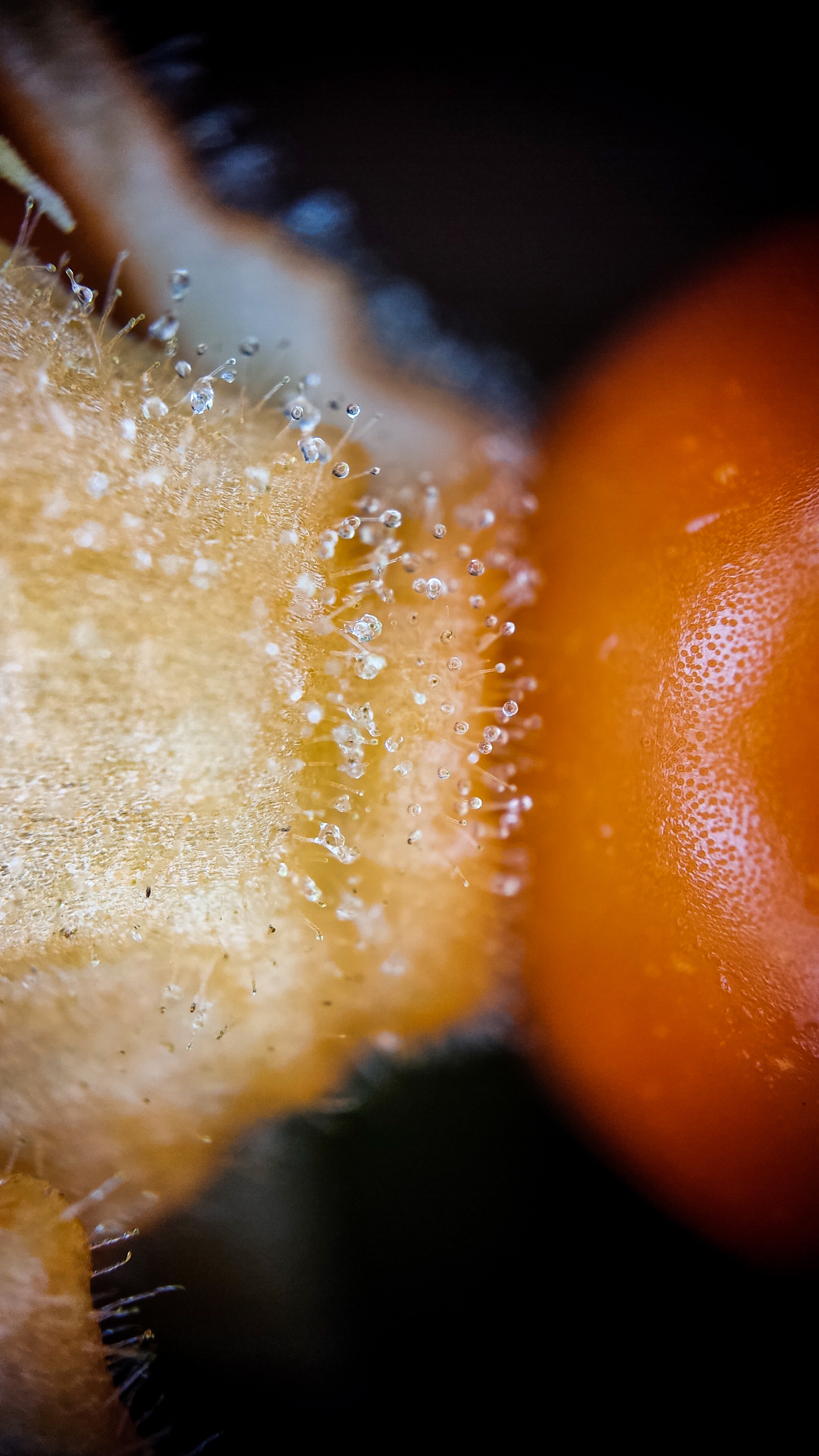 Photo project Let's take a closer look post No. 67. Physalis - My, Bloom, Macro photography, Nature, The photo, Microfilming, Garden, Physalis, Longpost