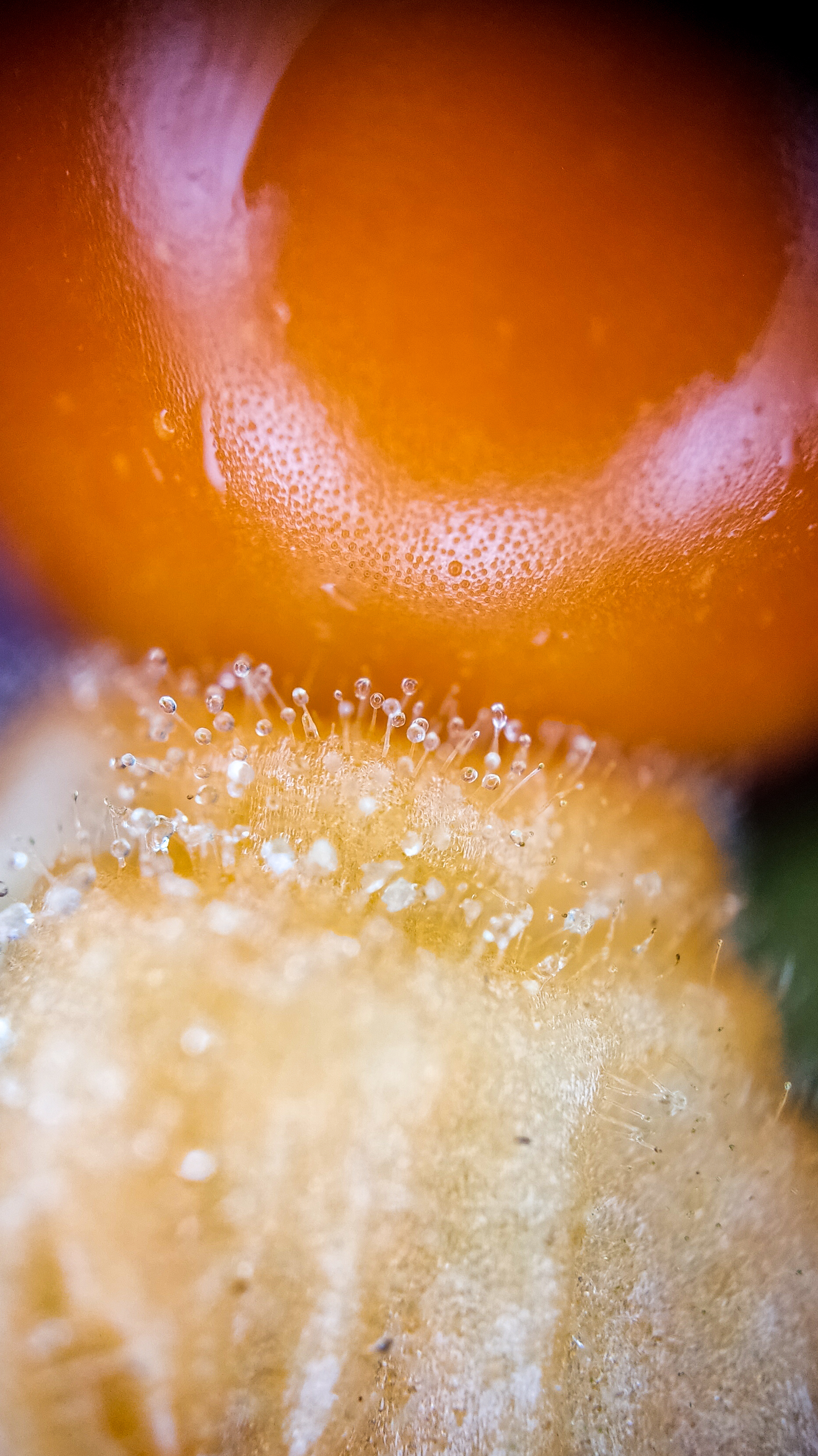 Photo project Let's take a closer look post No. 67. Physalis - My, Bloom, Macro photography, Nature, The photo, Microfilming, Garden, Physalis, Longpost