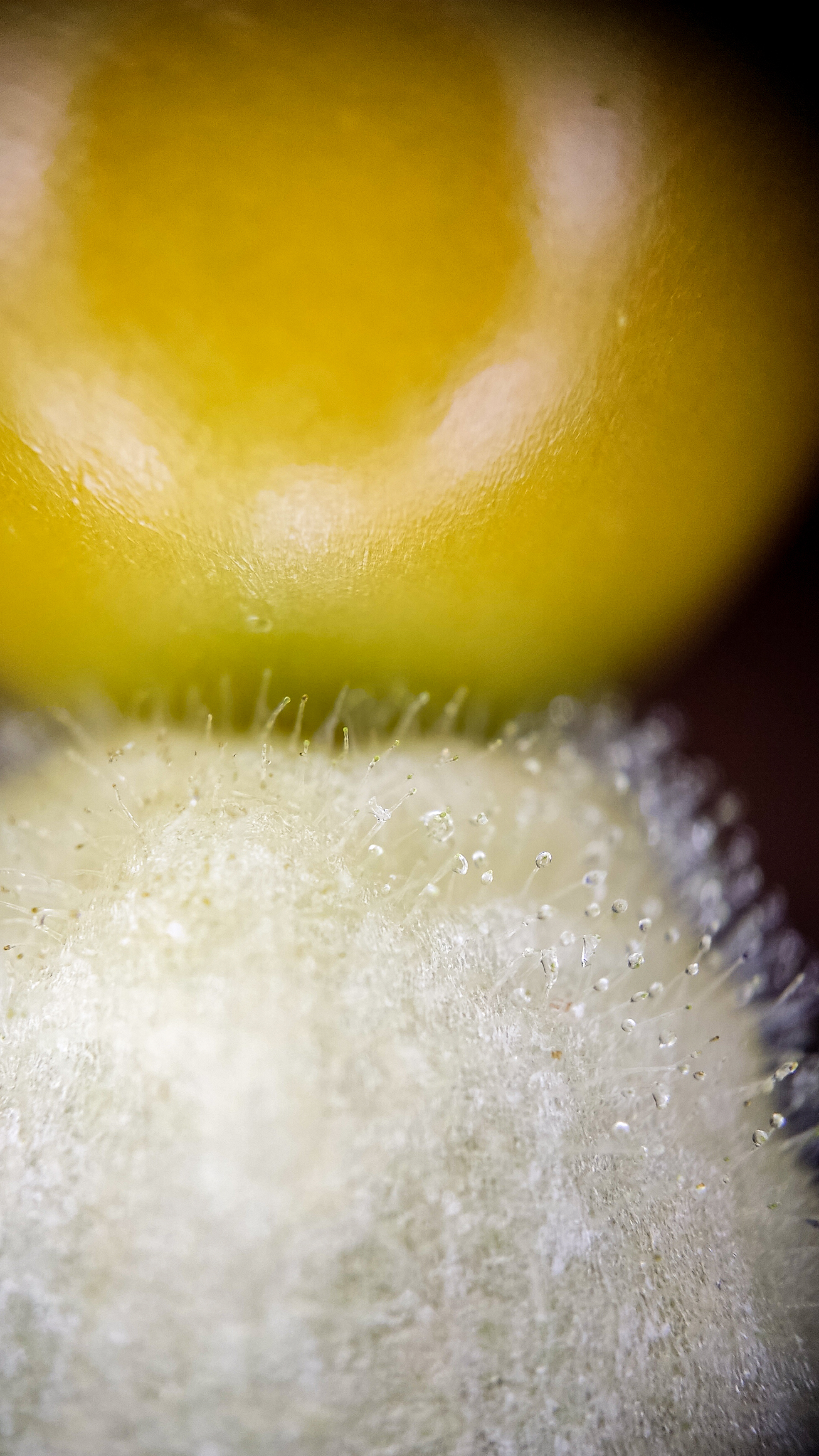 Photo project Let's take a closer look post No. 67. Physalis - My, Bloom, Macro photography, Nature, The photo, Microfilming, Garden, Physalis, Longpost