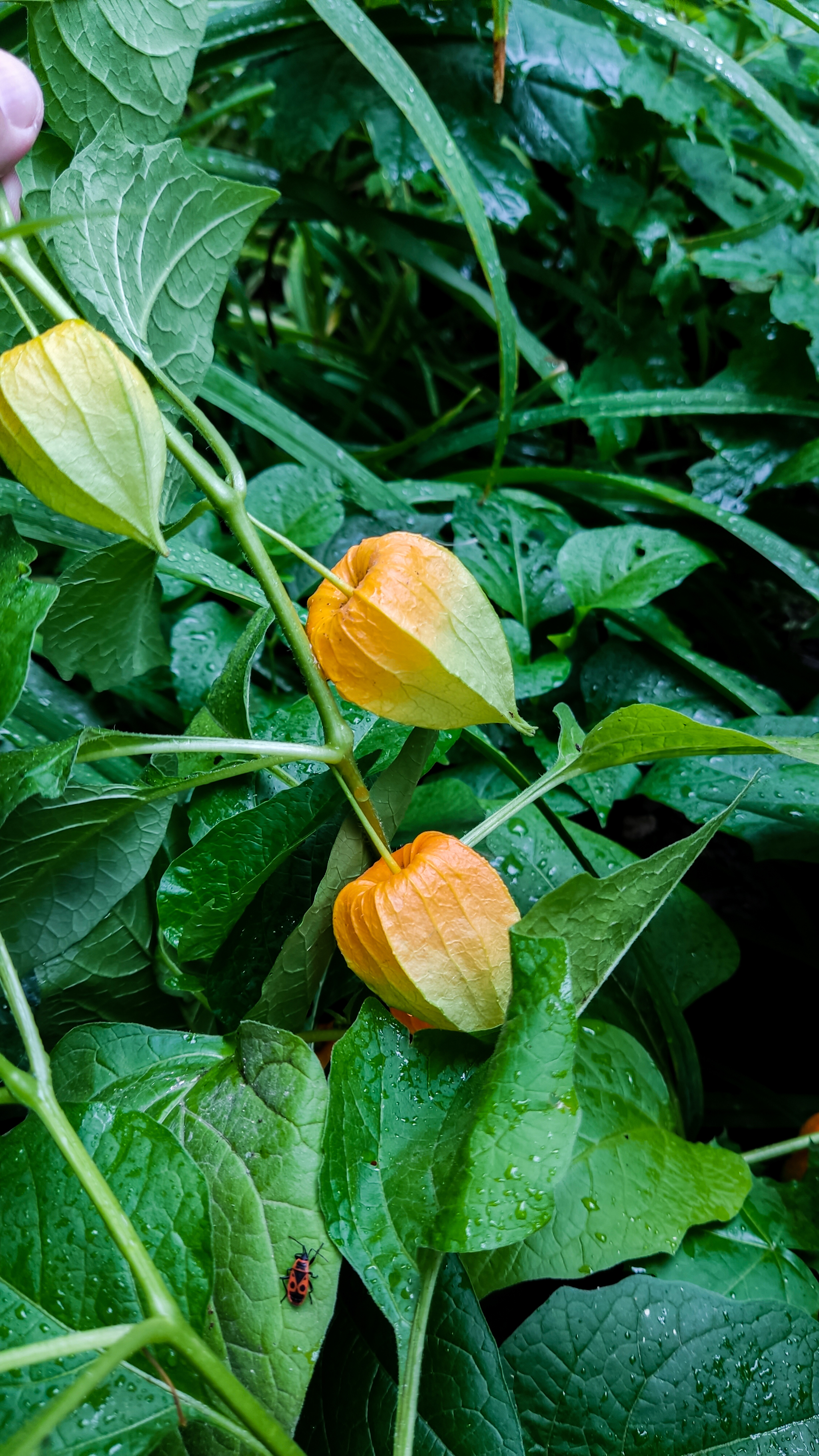 Photo project Let's take a closer look post No. 67. Physalis - My, Bloom, Macro photography, Nature, The photo, Microfilming, Garden, Physalis, Longpost