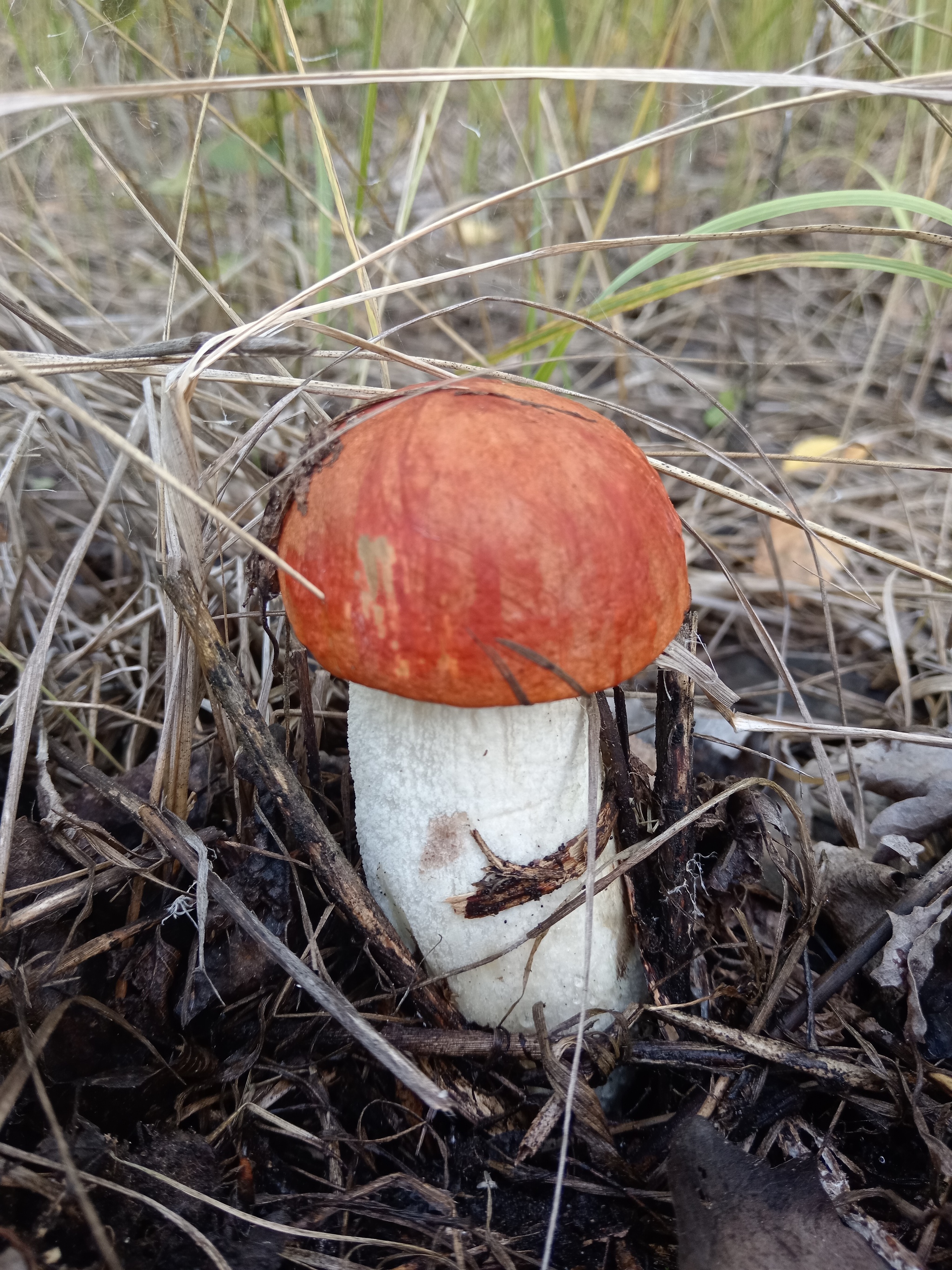 Pamagite - My, Mushrooms, Forest, Silent hunt, Camping, Bike ride, Nature, Summer, Question, Ask Peekaboo, Longpost