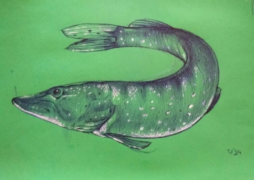 How much is the fish - My, Drawing, Graphics, Creation, Sketch, Pen drawing, A fish, Animals, Sketch