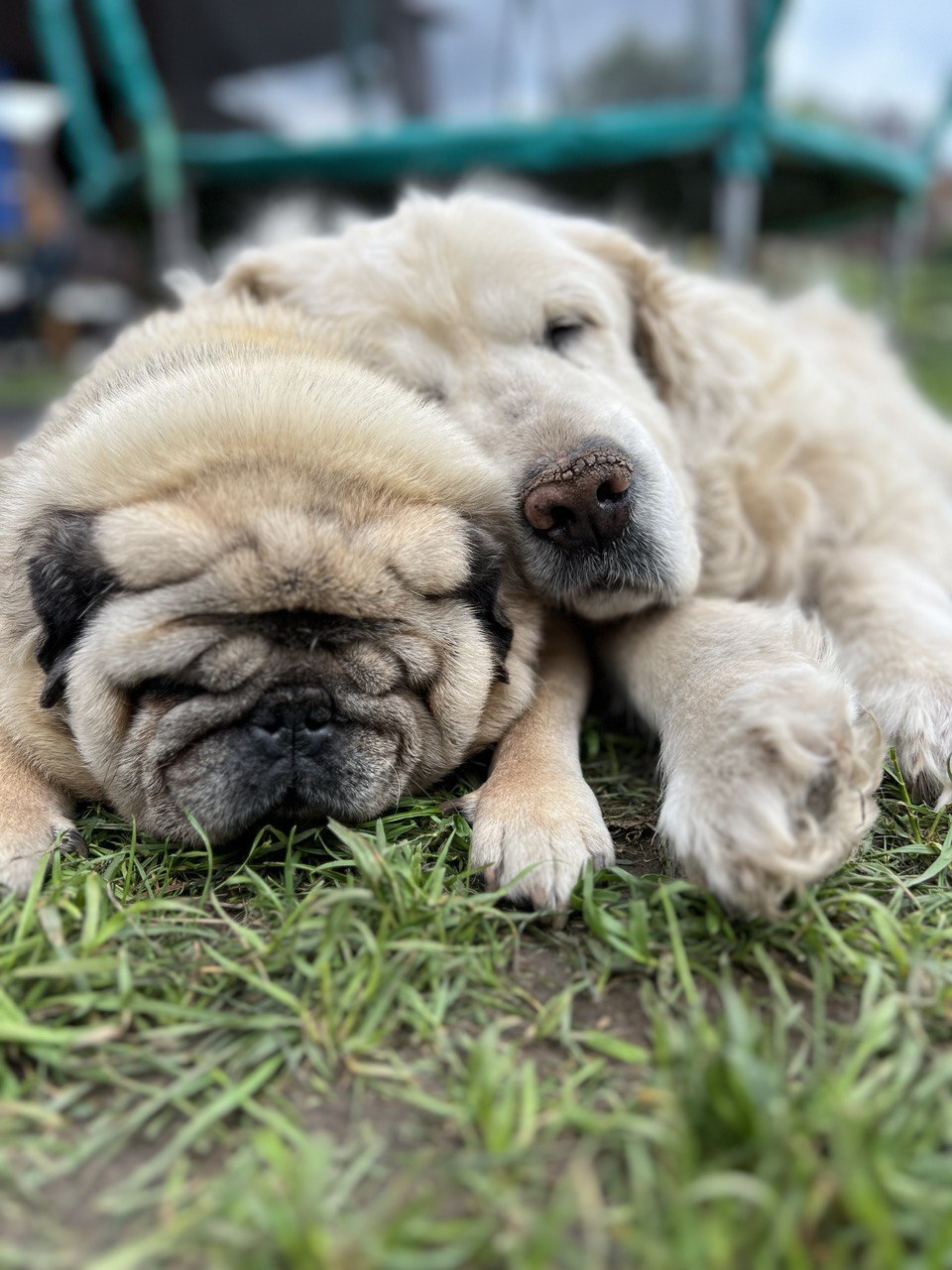 Two good boys went to the rainbow - Pets, Sadness, Death, Dog, Negative