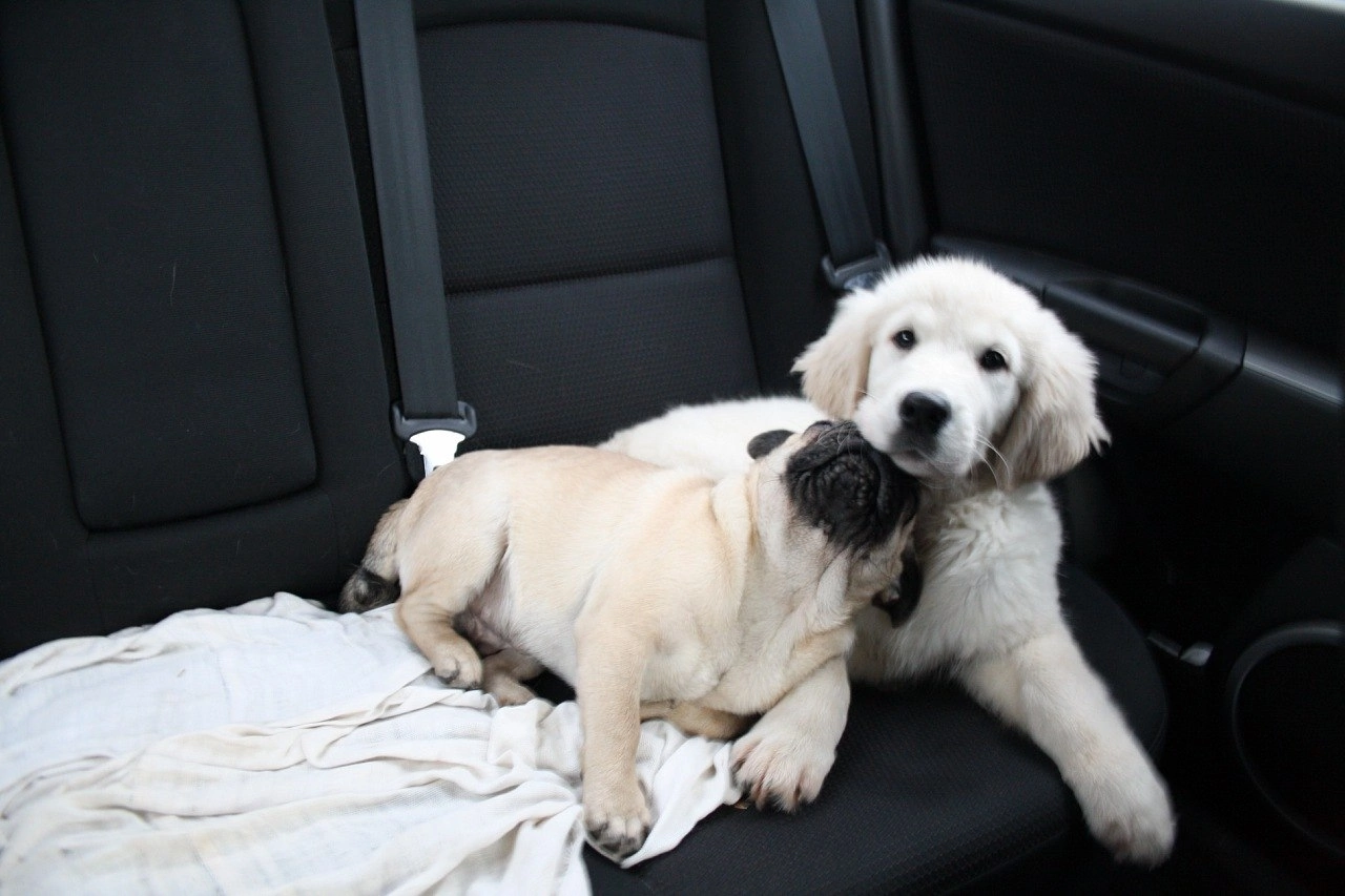 Two good boys went to the rainbow - Pets, Sadness, Death, Dog, Negative