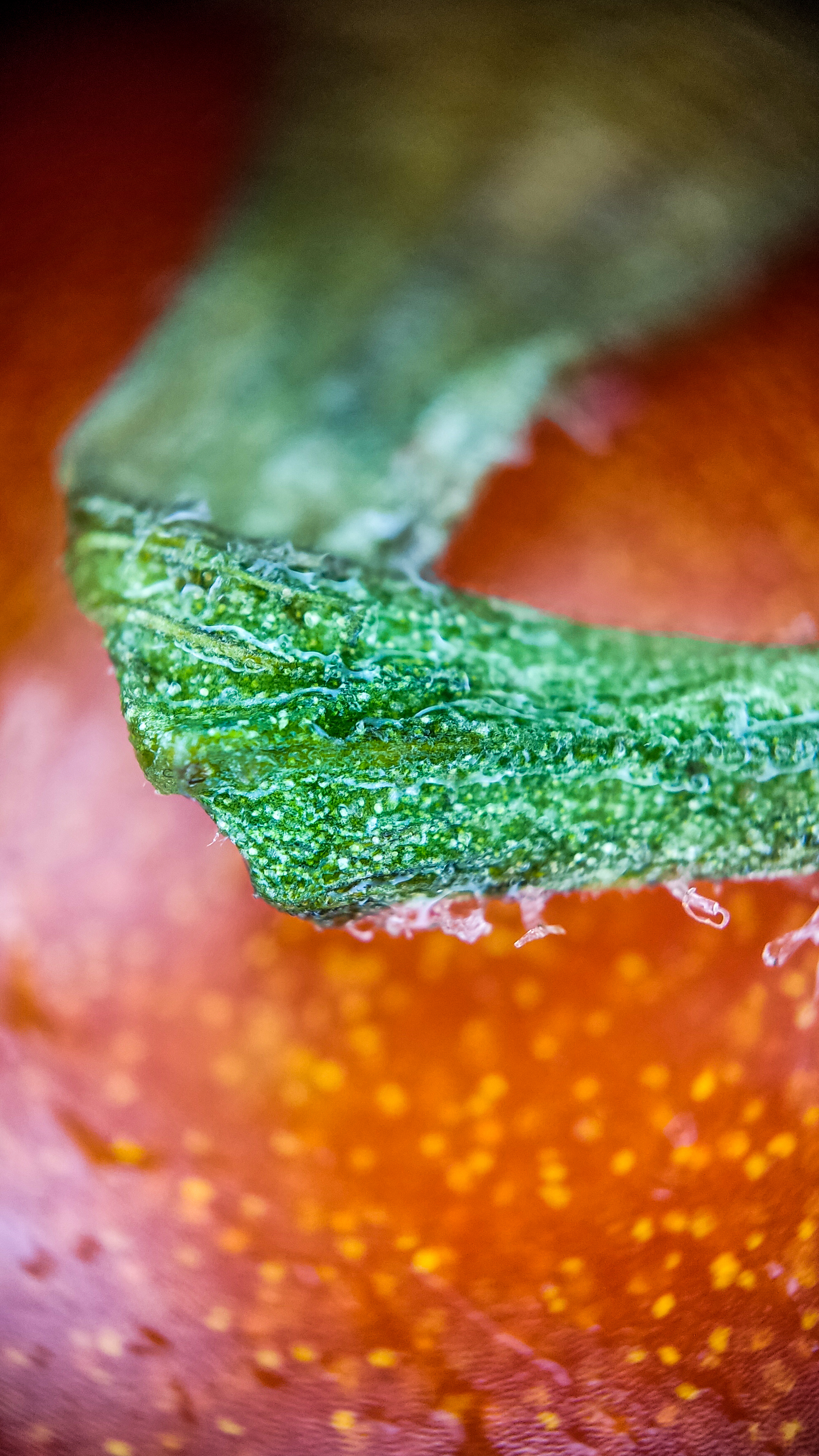 Photo project Let's take a closer look post No. 68. Tomato - My, Bloom, Salad, Soup, Dinner, Macro photography, Microfilming, Tomatoes, Gardening, Plants, The photo, Garden, Longpost