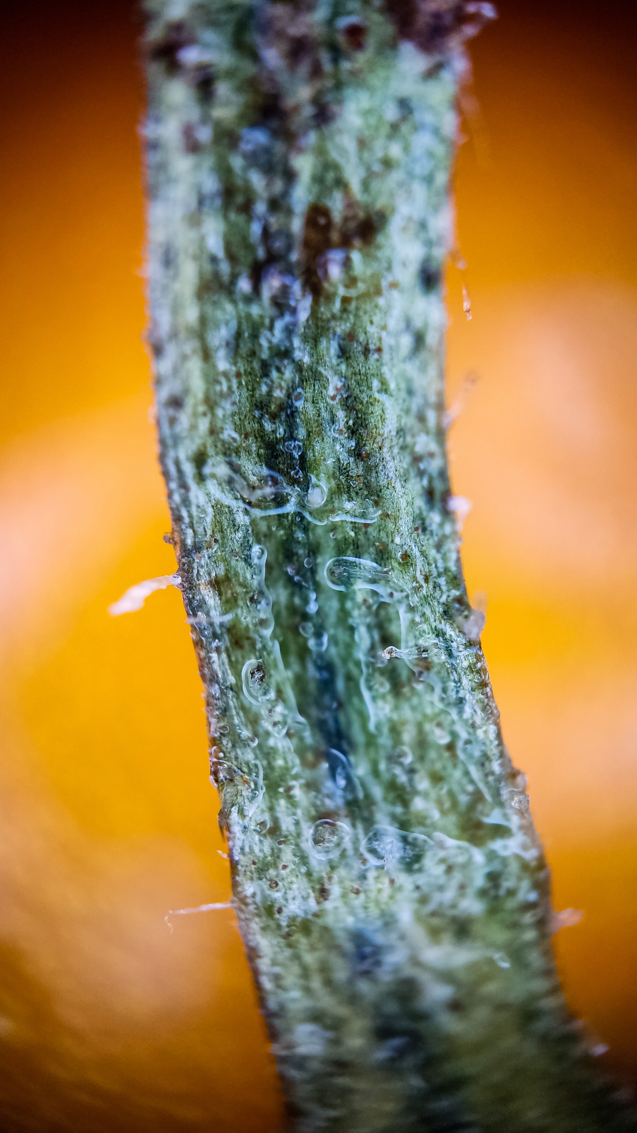 Photo project Let's take a closer look post No. 68. Tomato - My, Bloom, Salad, Soup, Dinner, Macro photography, Microfilming, Tomatoes, Gardening, Plants, The photo, Garden, Longpost