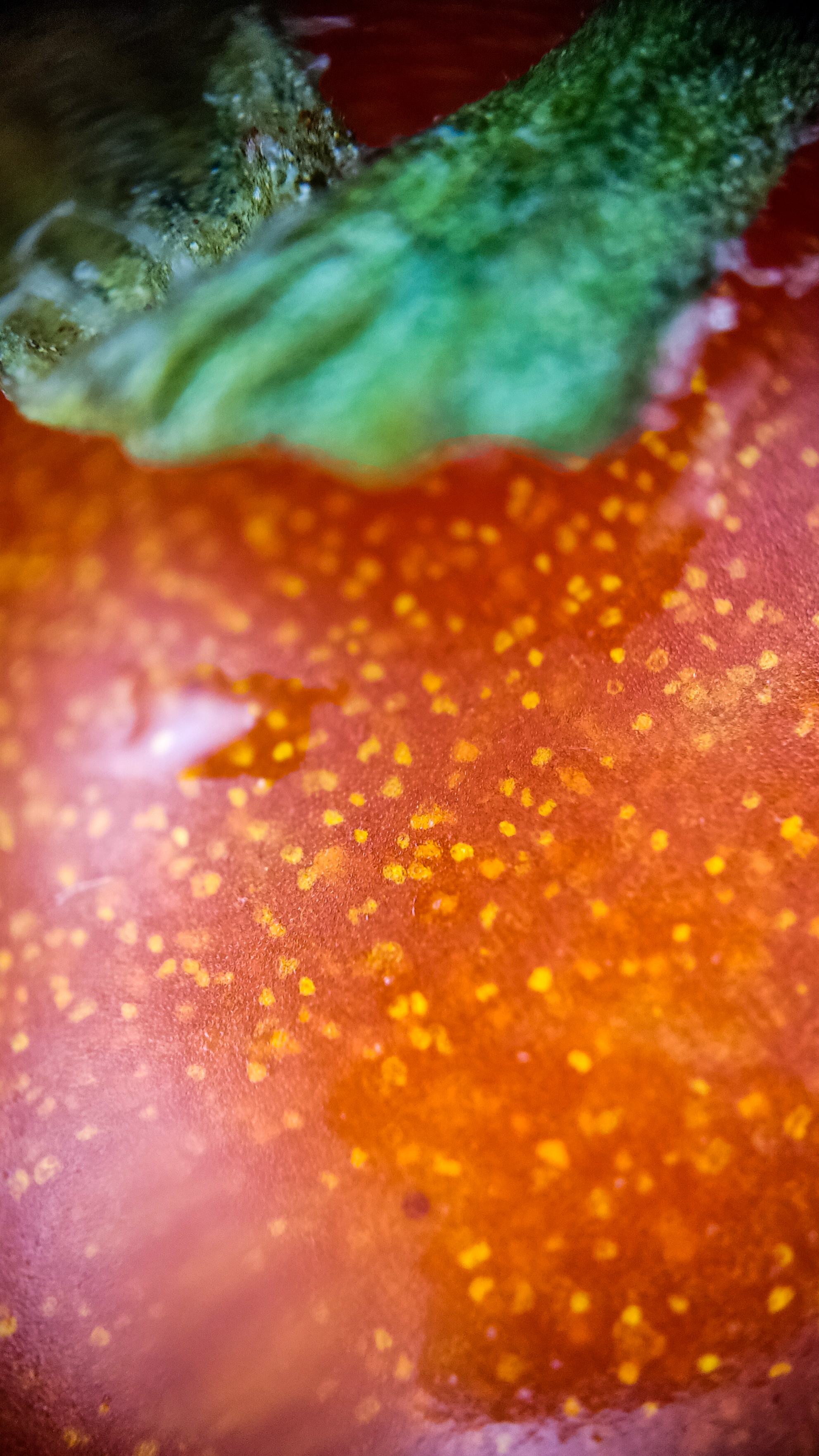 Photo project Let's take a closer look post No. 68. Tomato - My, Bloom, Salad, Soup, Dinner, Macro photography, Microfilming, Tomatoes, Gardening, Plants, The photo, Garden, Longpost