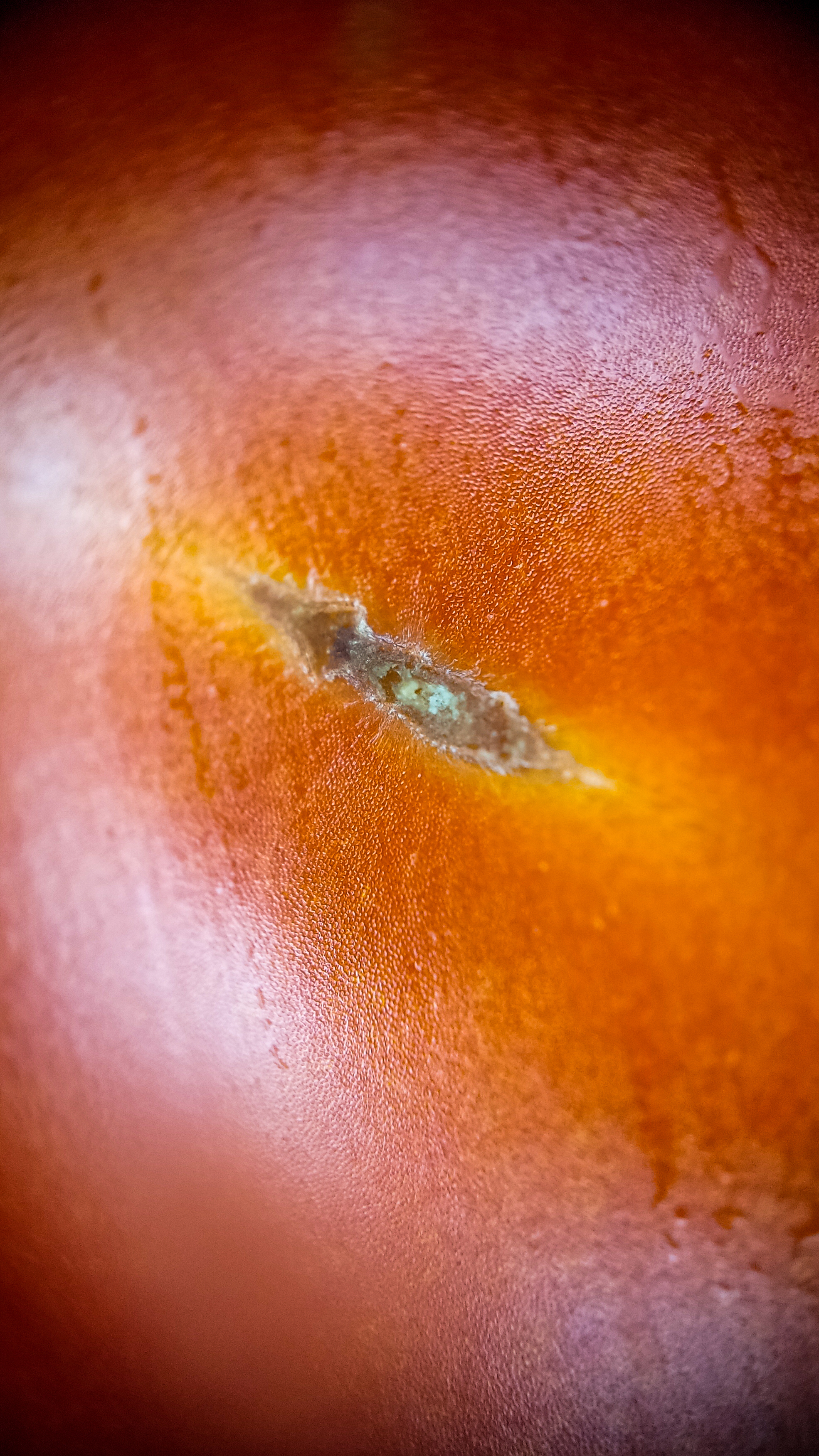 Photo project Let's take a closer look post No. 68. Tomato - My, Bloom, Salad, Soup, Dinner, Macro photography, Microfilming, Tomatoes, Gardening, Plants, The photo, Garden, Longpost