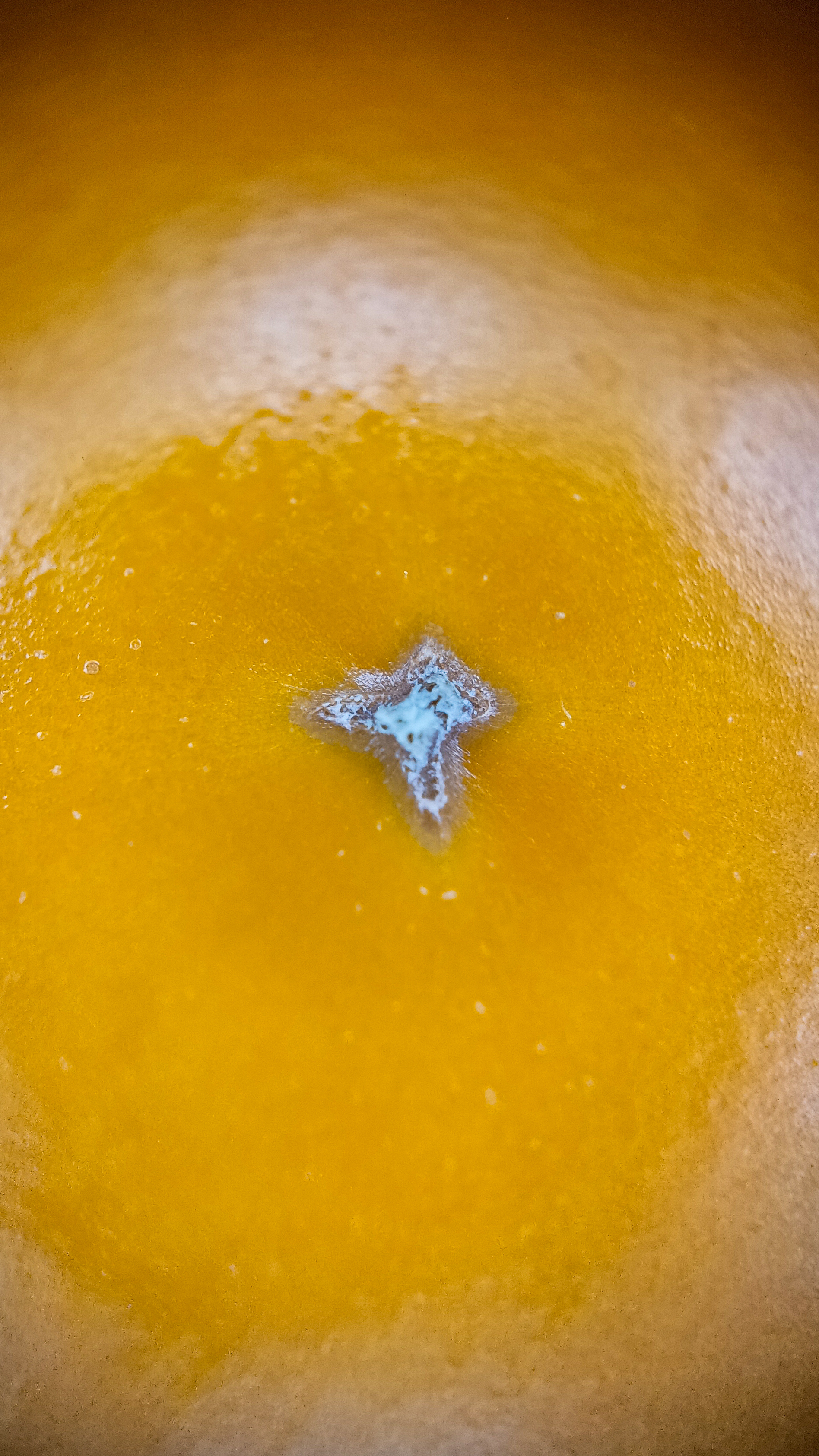 Photo project Let's take a closer look post No. 68. Tomato - My, Bloom, Salad, Soup, Dinner, Macro photography, Microfilming, Tomatoes, Gardening, Plants, The photo, Garden, Longpost