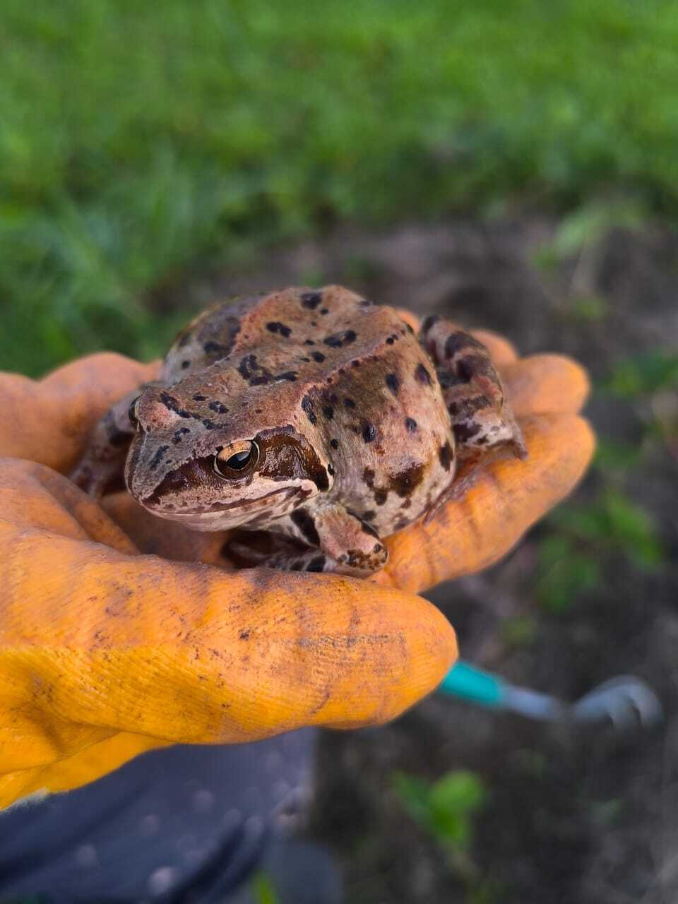 И снова среда, мои чуваки - Моё, Среда, Жаба, It Is Wednesday My Dudes, Лягушки, Фотография