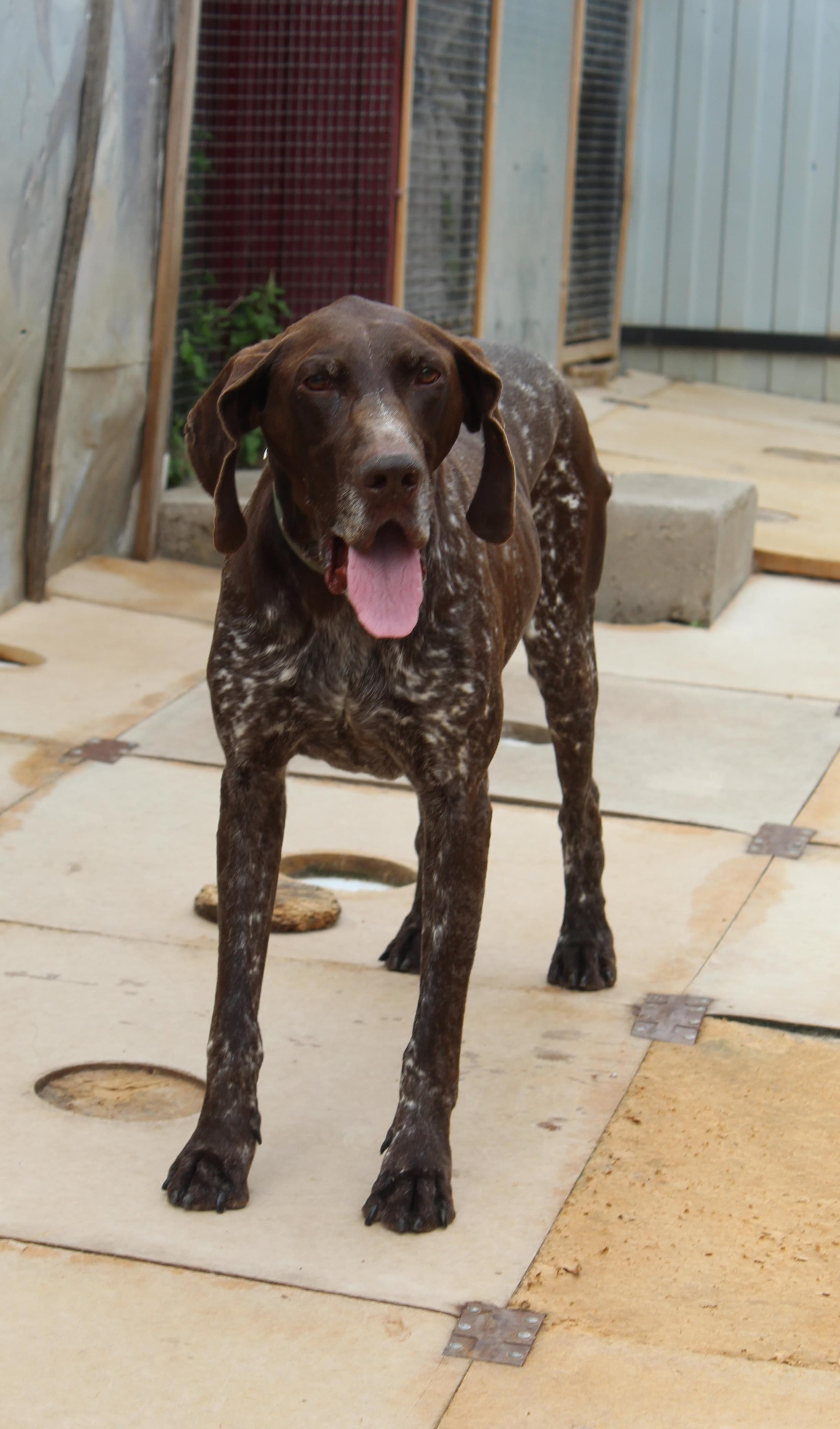 An abandoned kurtshar was found in the Kursk region - My, Animal Rescue, Helping animals, Kurzhaar, Hunting sausages, Dog, Animal shelter, Charity, Longpost, In good hands