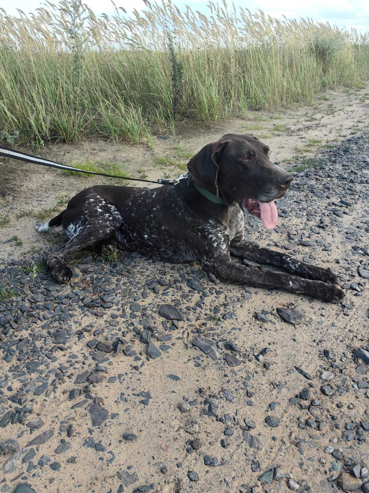 An abandoned kurtshar was found in the Kursk region - My, Animal Rescue, Helping animals, Kurzhaar, Hunting sausages, Dog, Animal shelter, Charity, Longpost, In good hands