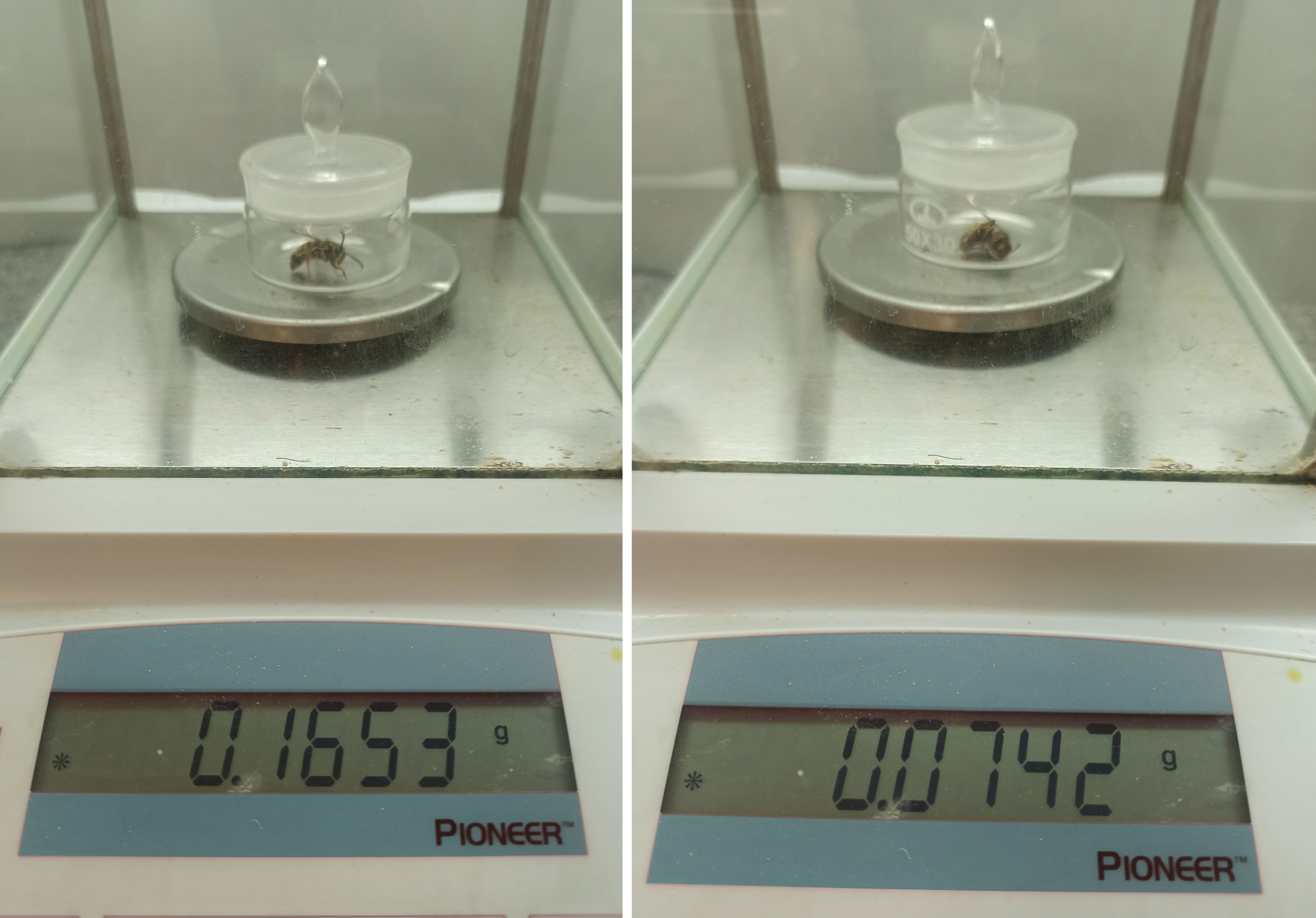 Protein in insects - My, Chemistry, League of chemists, Insects, Experiment, Protein, Longpost, Persistent calculations, A wave of posts