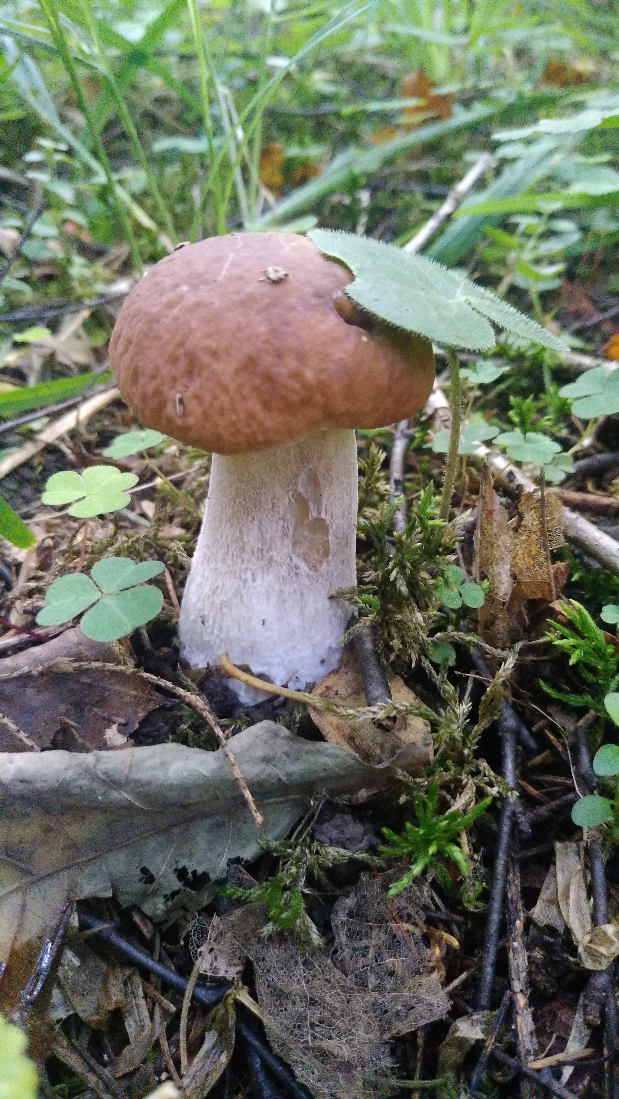 Fresh mushroom medium.) - My, Mushrooms, Moscow region, Mobile photography, The nature of Russia, Longpost