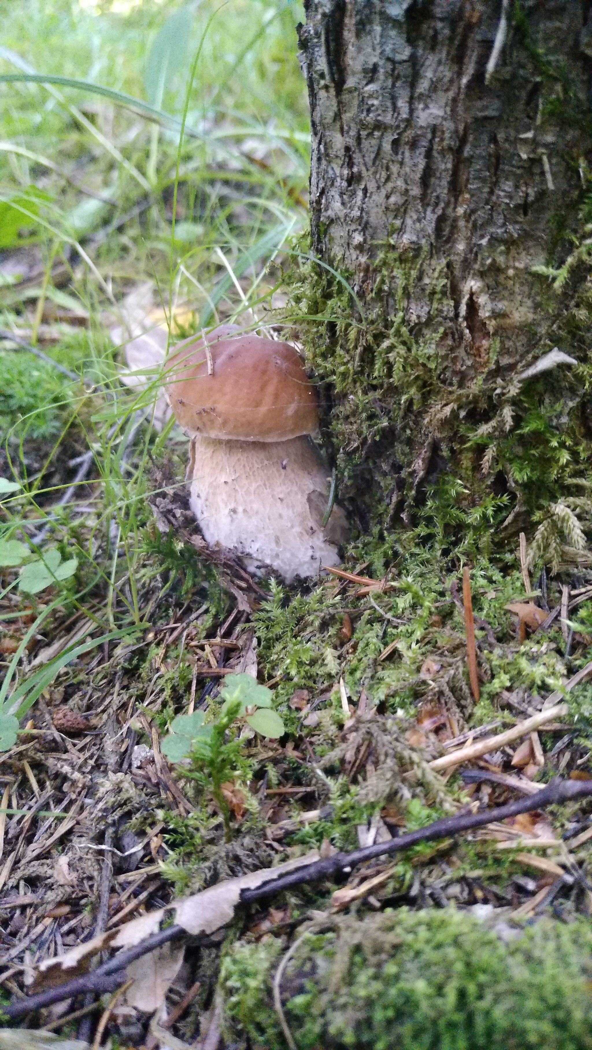 Fresh mushroom medium.) - My, Mushrooms, Moscow region, Mobile photography, The nature of Russia, Longpost