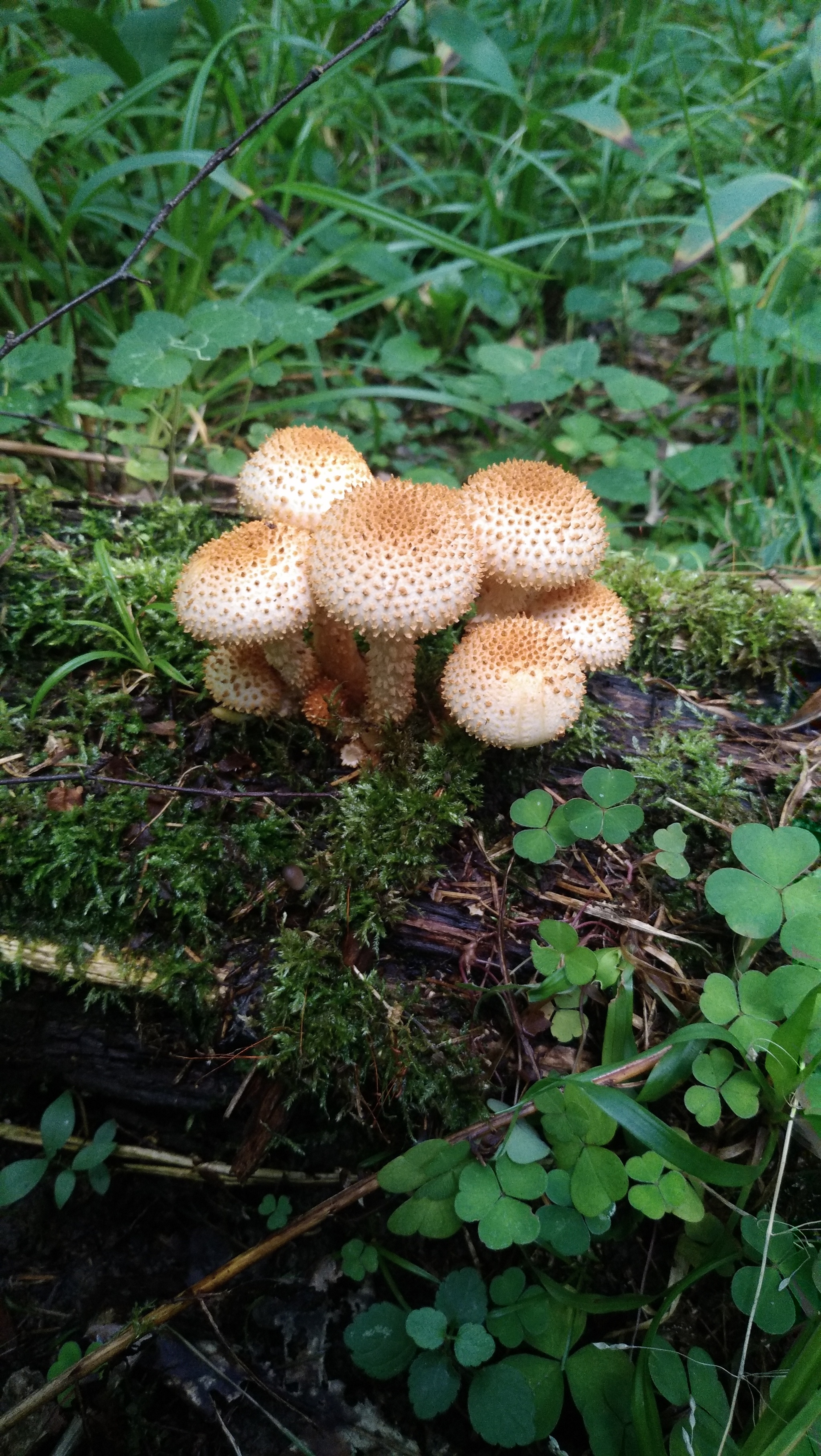 Fresh mushroom medium.) - My, Mushrooms, Moscow region, Mobile photography, The nature of Russia, Longpost