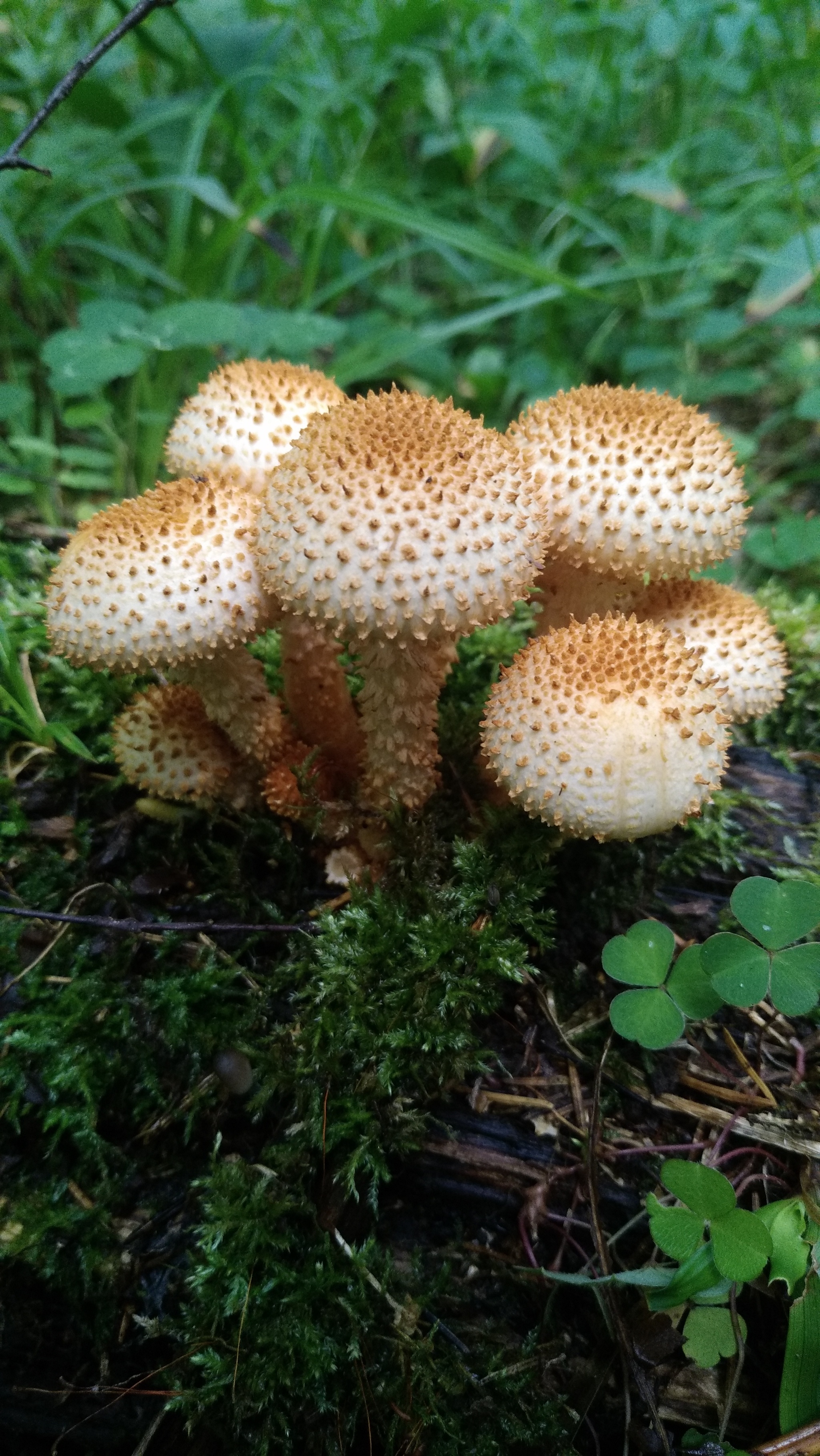 Fresh mushroom medium.) - My, Mushrooms, Moscow region, Mobile photography, The nature of Russia, Longpost