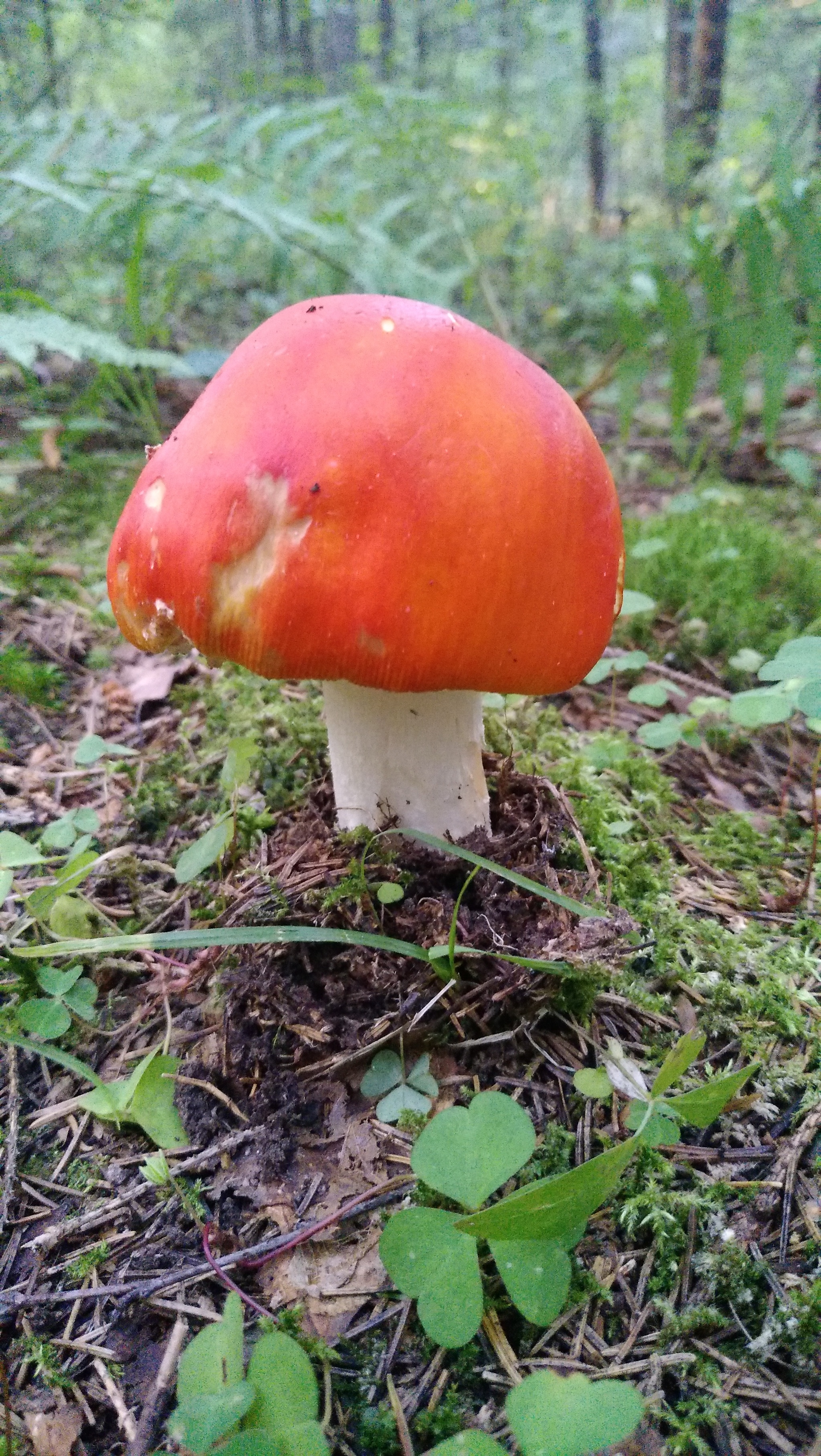 Fresh mushroom medium.) - My, Mushrooms, Moscow region, Mobile photography, The nature of Russia, Longpost