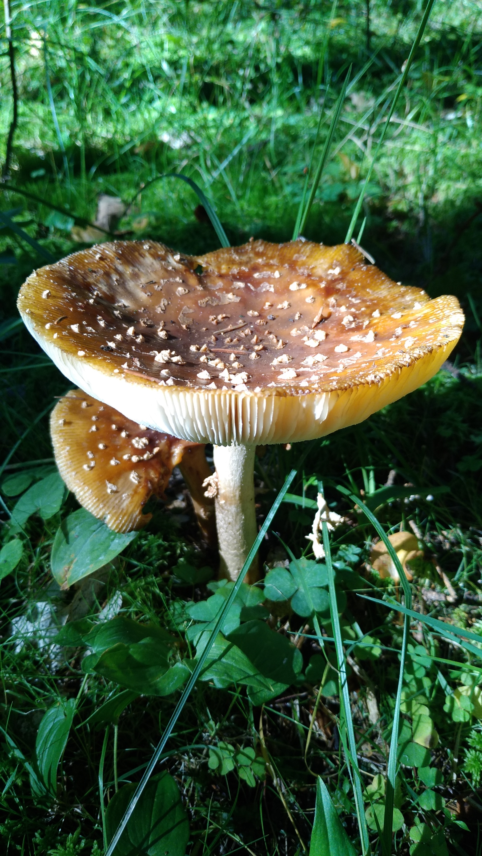 Fresh mushroom medium.) - My, Mushrooms, Moscow region, Mobile photography, The nature of Russia, Longpost