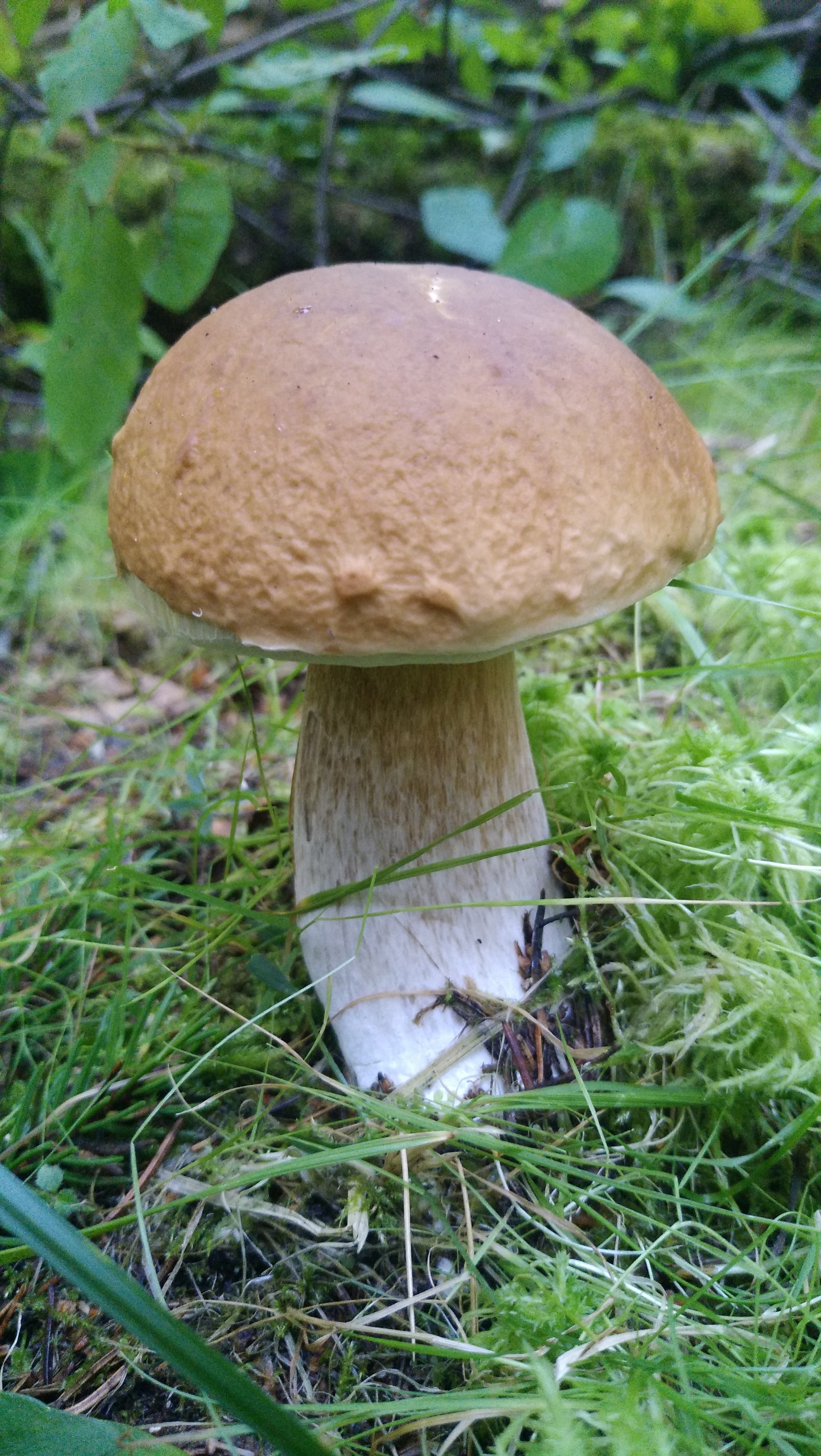 Fresh mushroom medium.) - My, Mushrooms, Moscow region, Mobile photography, The nature of Russia, Longpost