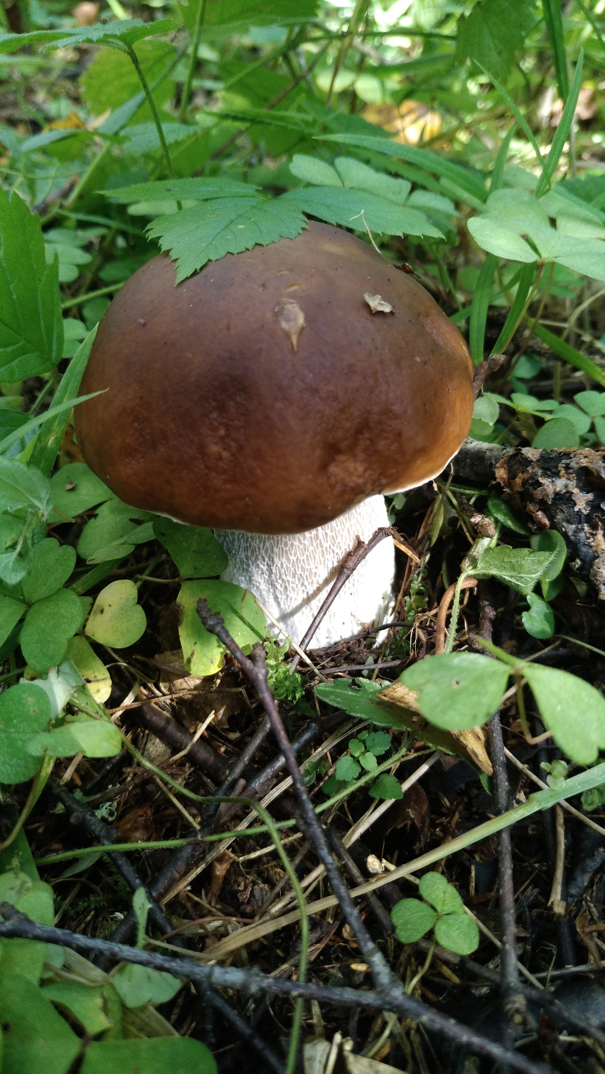 Fresh mushroom medium.) - My, Mushrooms, Moscow region, Mobile photography, The nature of Russia, Longpost