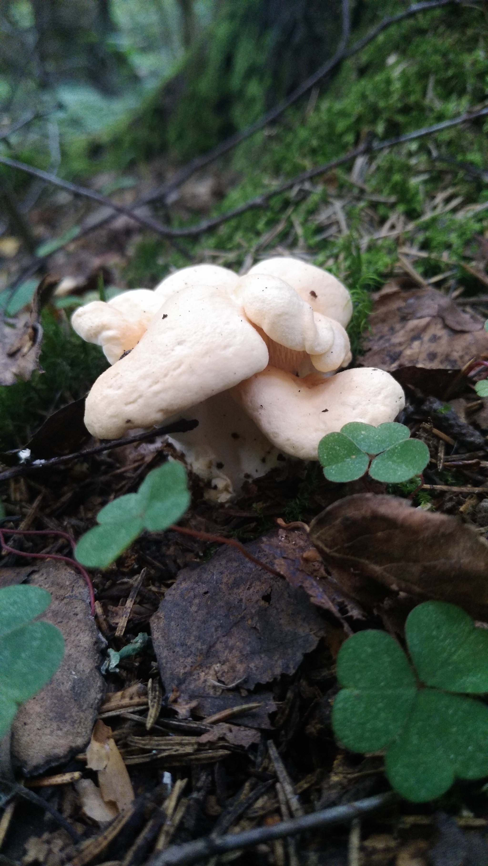 Fresh mushroom medium.) - My, Mushrooms, Moscow region, Mobile photography, The nature of Russia, Longpost