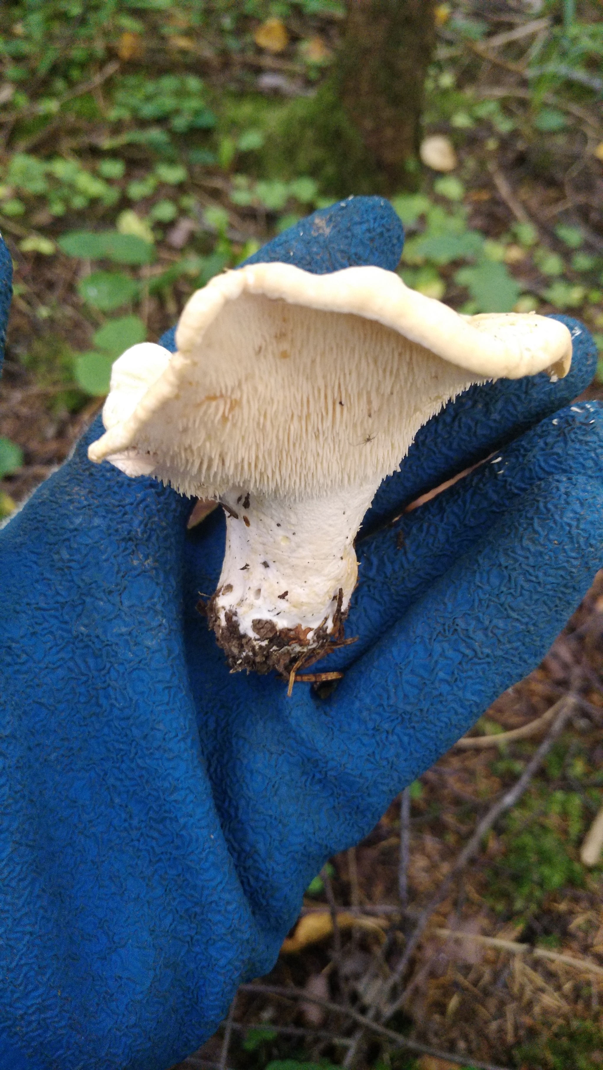 Fresh mushroom medium.) - My, Mushrooms, Moscow region, Mobile photography, The nature of Russia, Longpost