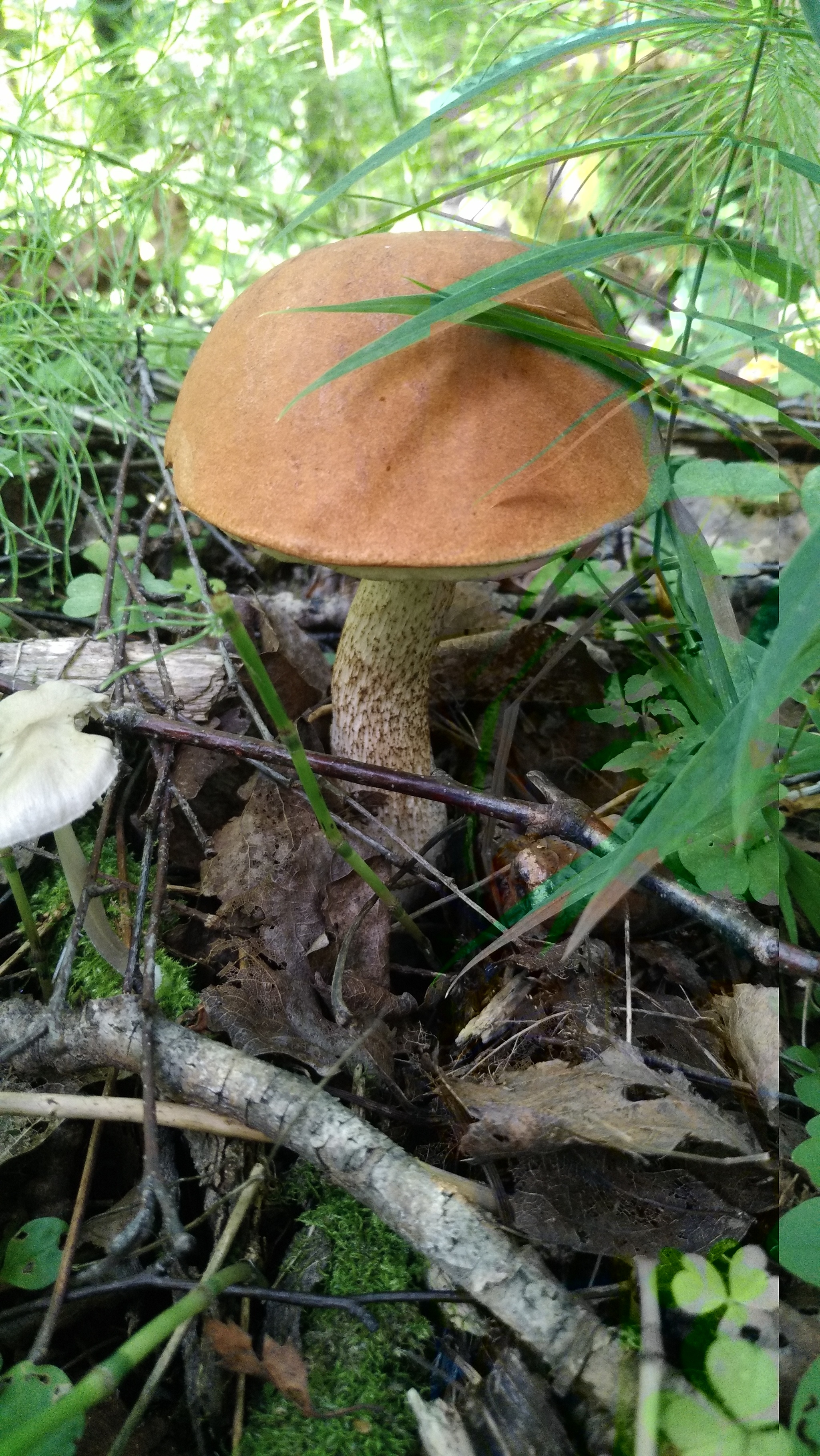 Fresh mushroom medium.) - My, Mushrooms, Moscow region, Mobile photography, The nature of Russia, Longpost