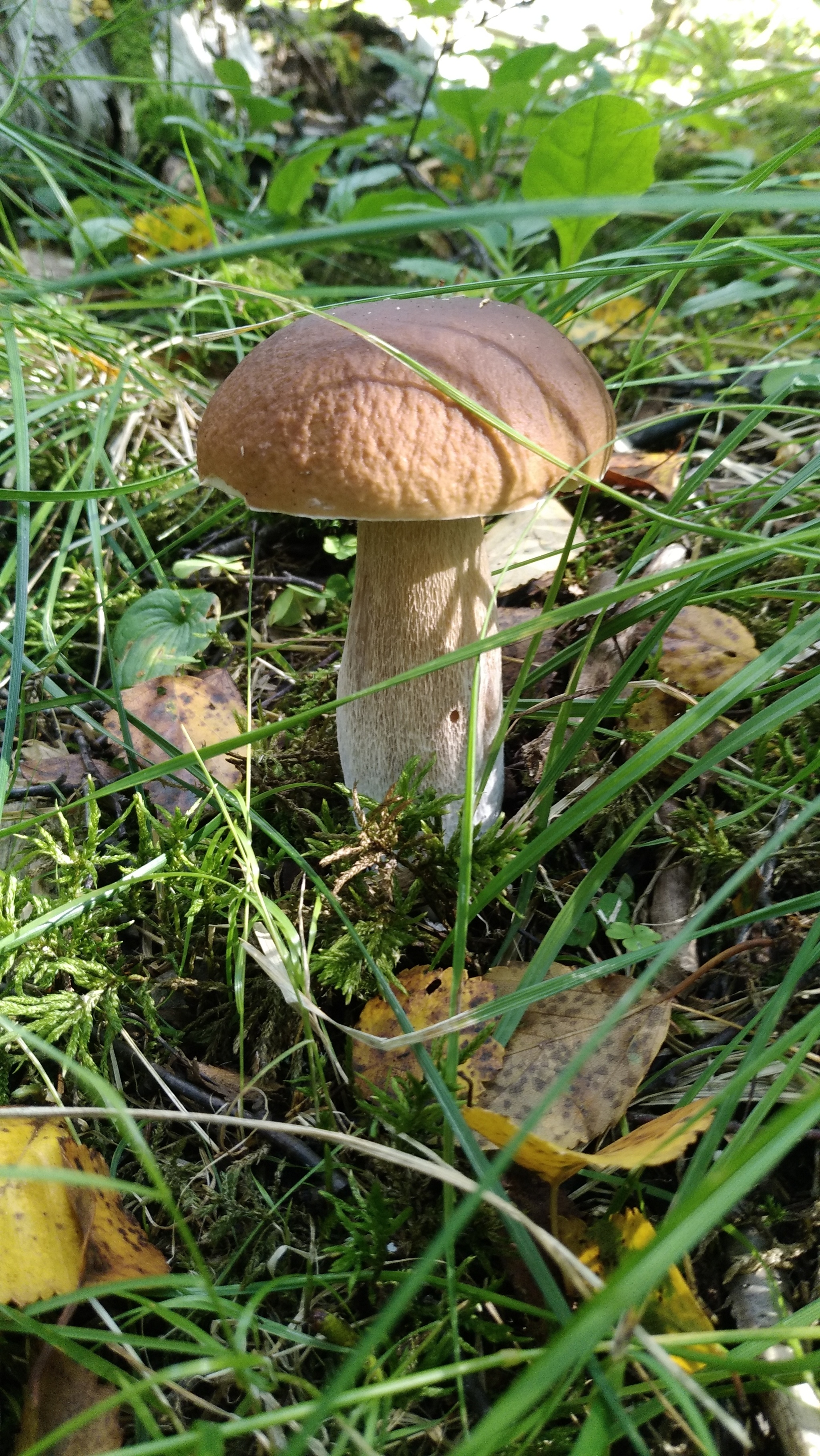 Fresh mushroom medium.) - My, Mushrooms, Moscow region, Mobile photography, The nature of Russia, Longpost