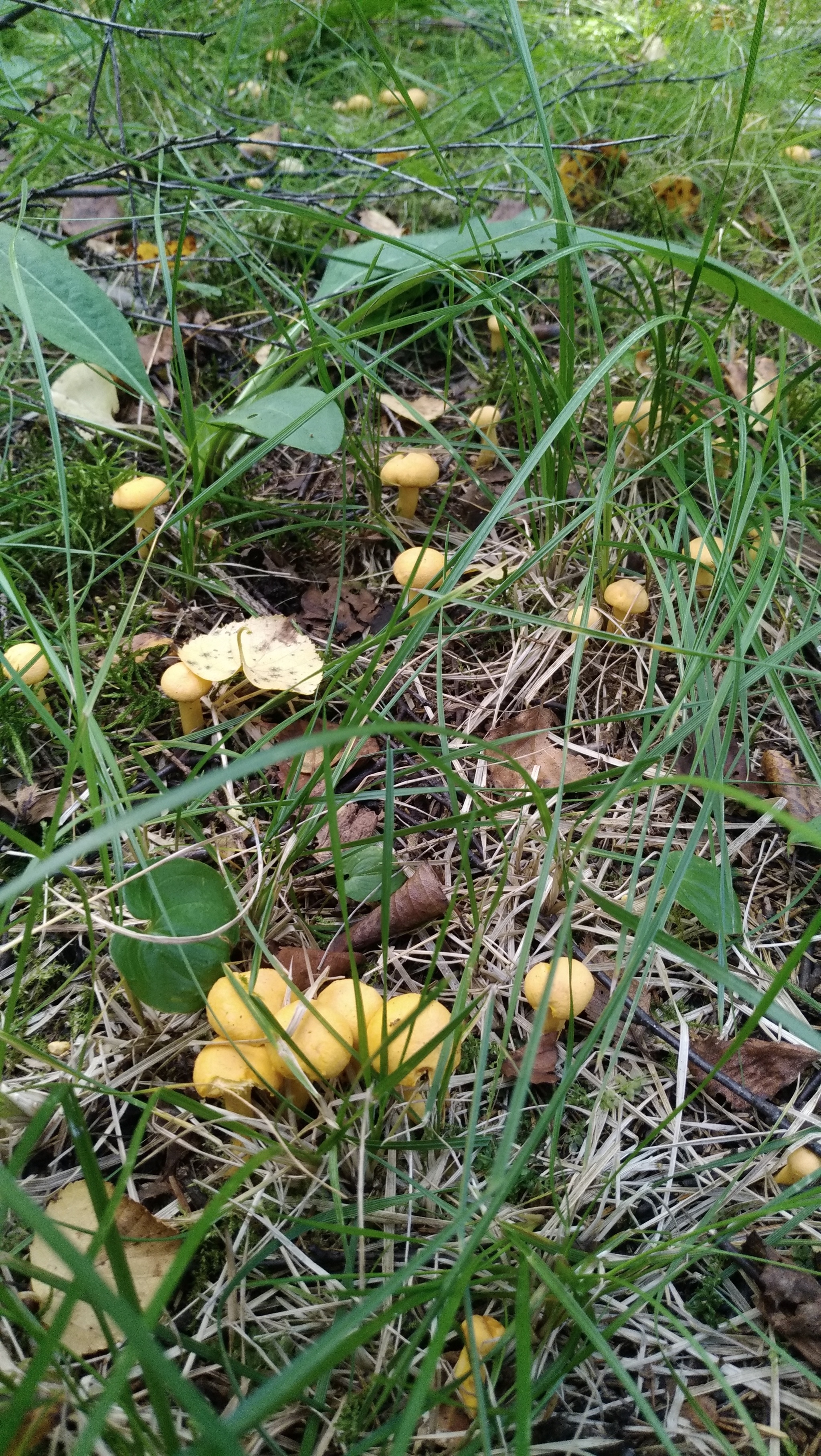 Fresh mushroom medium.) - My, Mushrooms, Moscow region, Mobile photography, The nature of Russia, Longpost