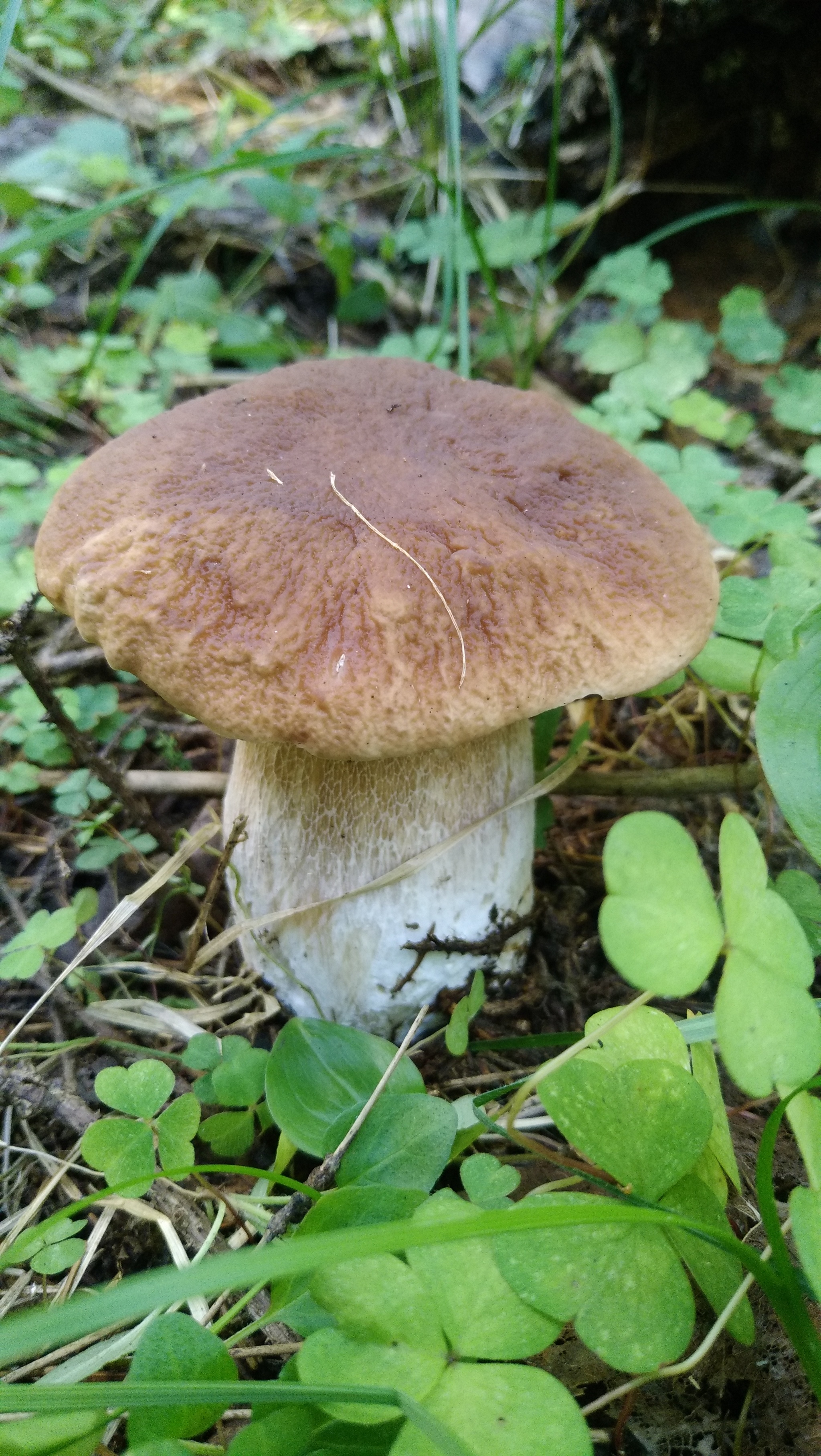 Fresh mushroom medium.) - My, Mushrooms, Moscow region, Mobile photography, The nature of Russia, Longpost