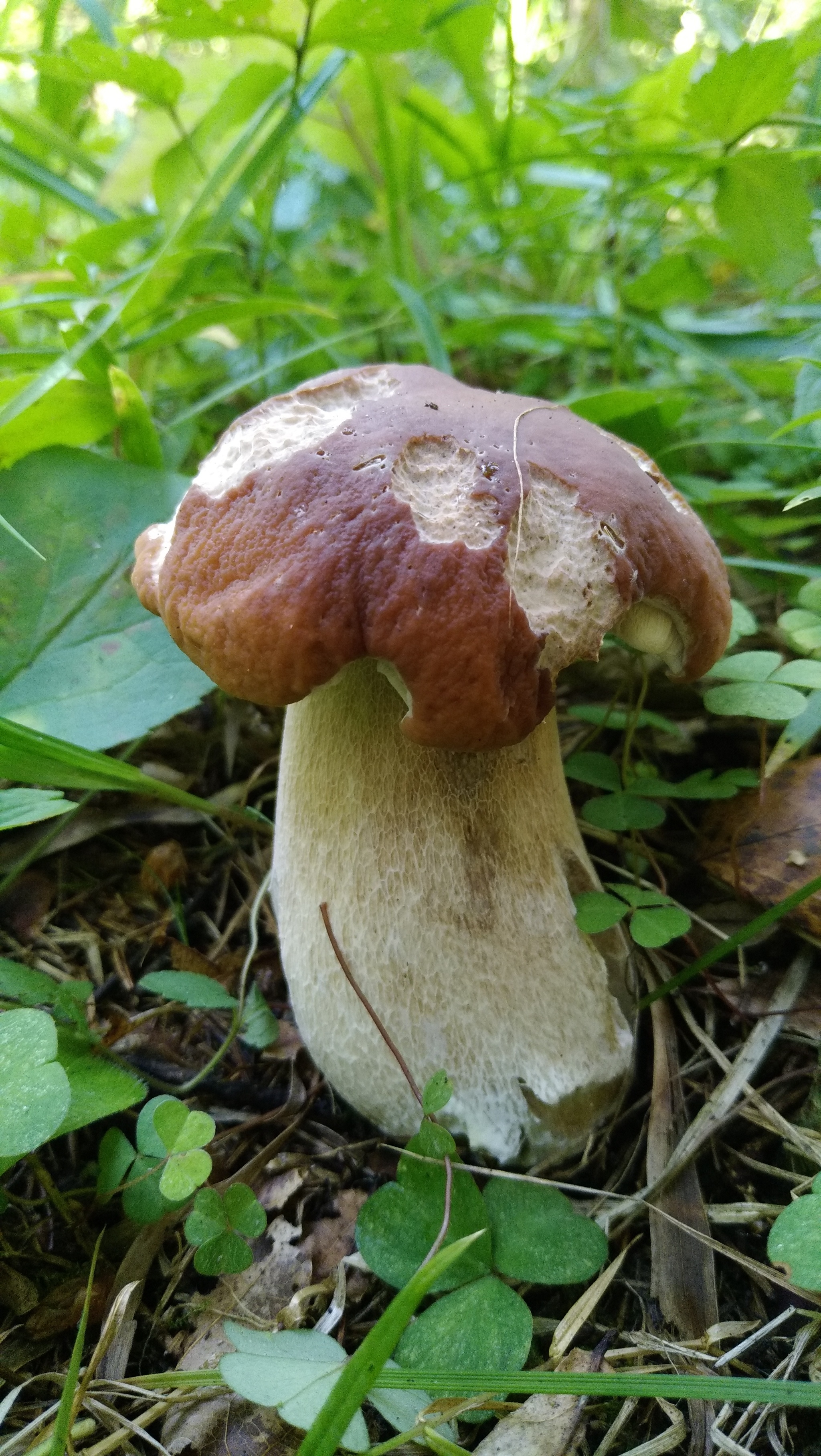 Fresh mushroom medium.) - My, Mushrooms, Moscow region, Mobile photography, The nature of Russia, Longpost