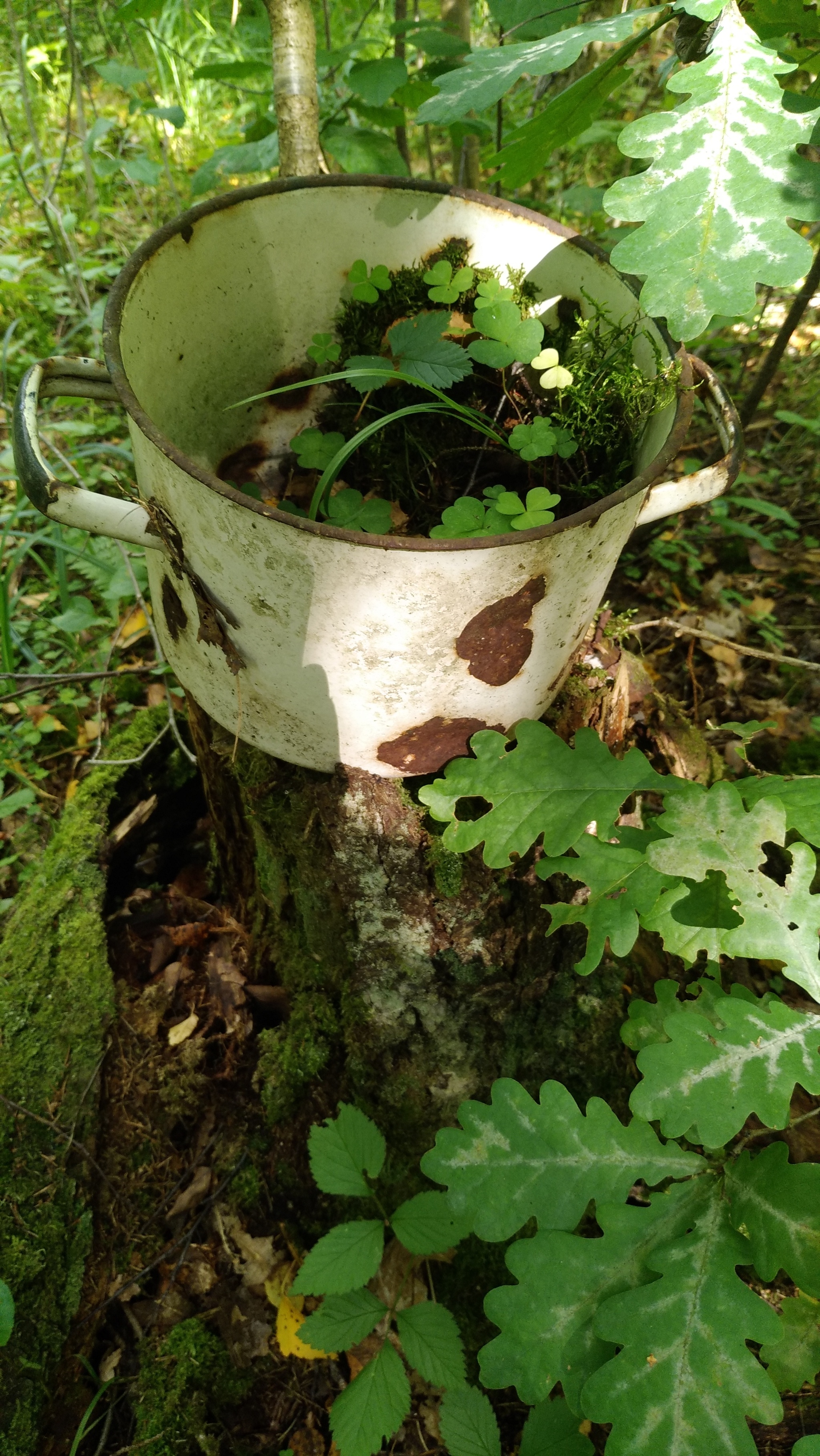 Fresh mushroom medium.) - My, Mushrooms, Moscow region, Mobile photography, The nature of Russia, Longpost