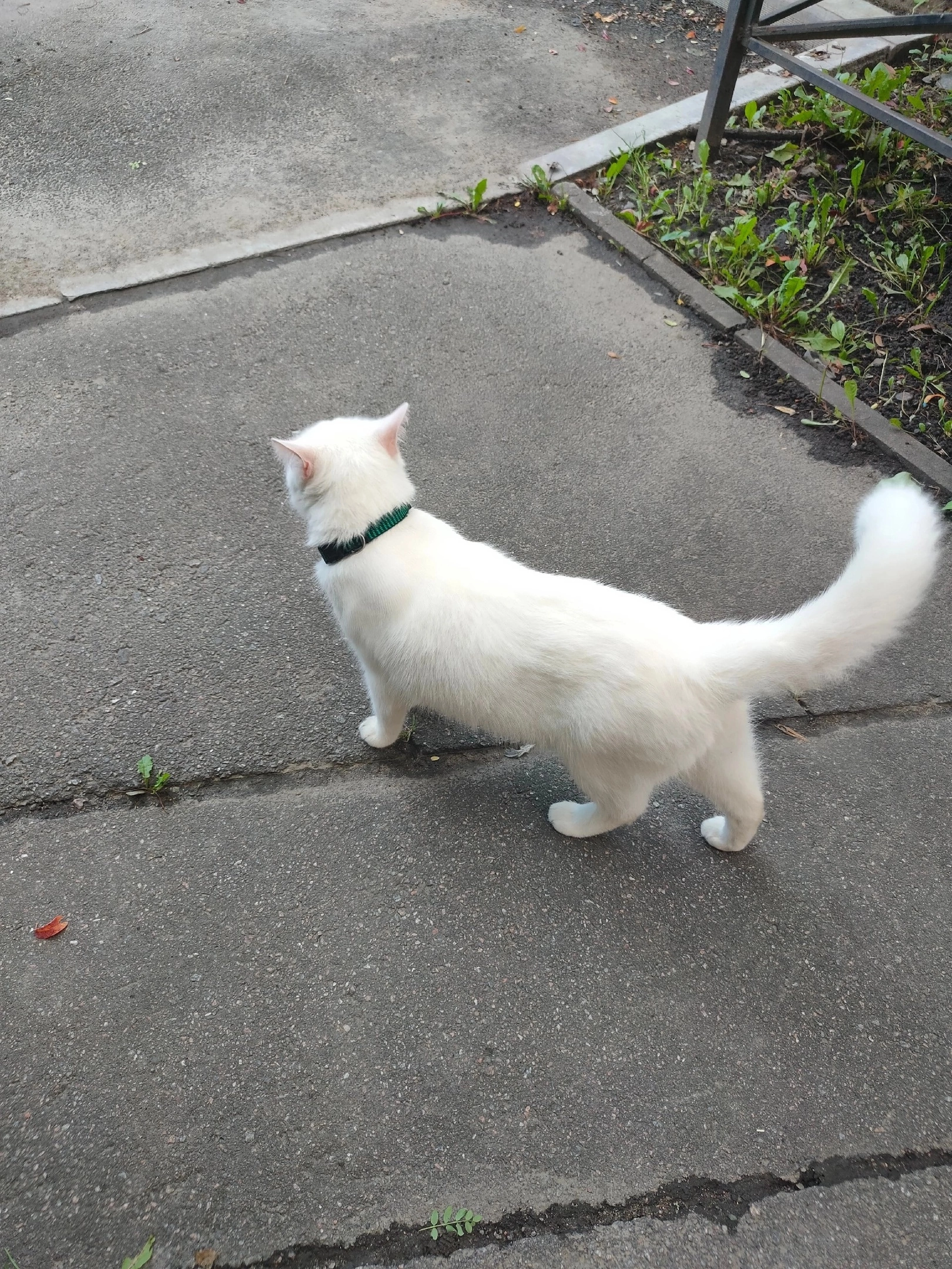 We help. Again the tail is on the street. And tell me that he was not thrown out, but that he was born on the street... in a collar - Saint Petersburg, Leningrad region, Helping animals, cat, Kittens, In good hands, Longpost