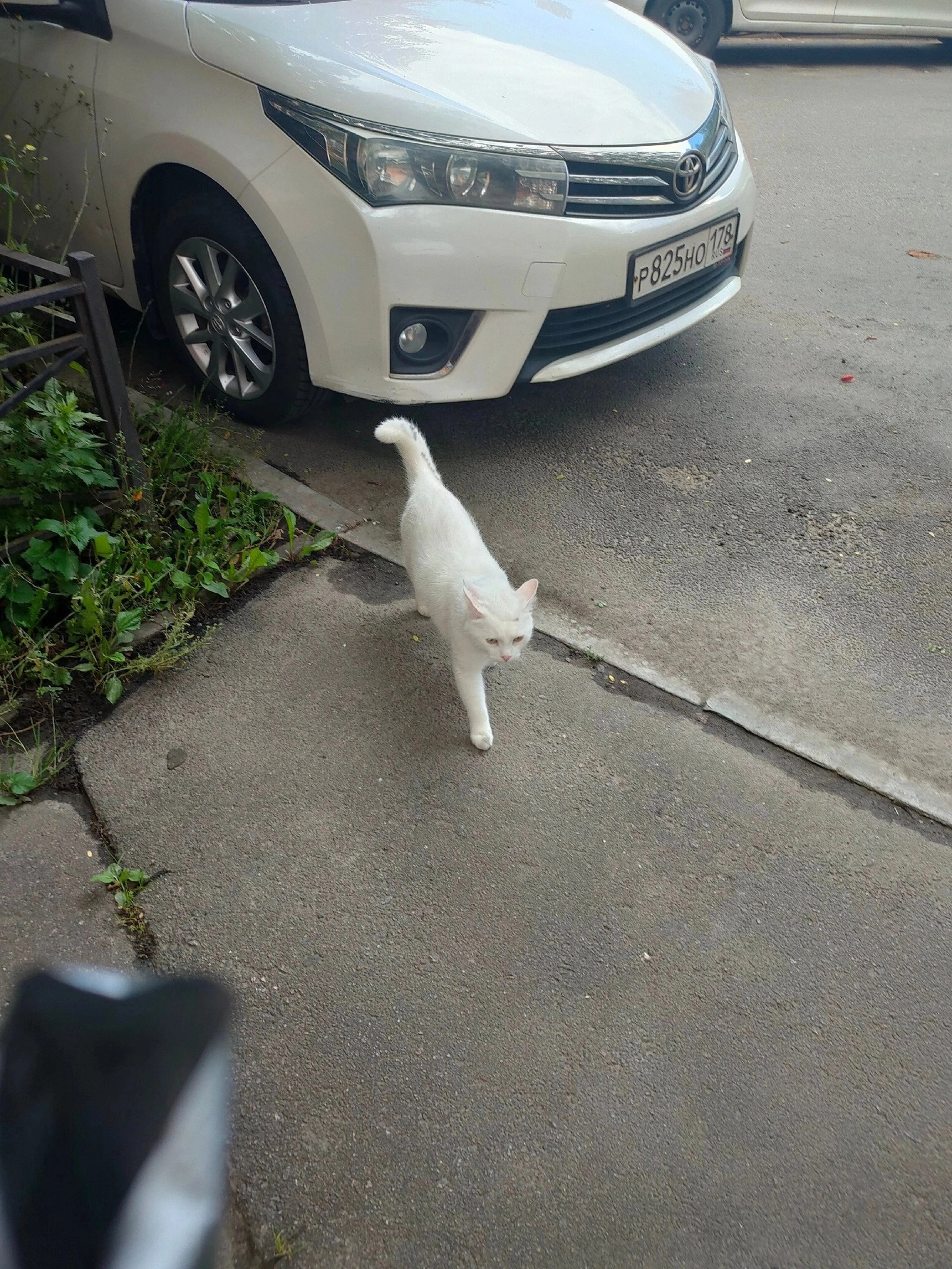 We help. Again the tail is on the street. And tell me that he was not thrown out, but that he was born on the street... in a collar - Saint Petersburg, Leningrad region, Helping animals, cat, Kittens, In good hands, Longpost