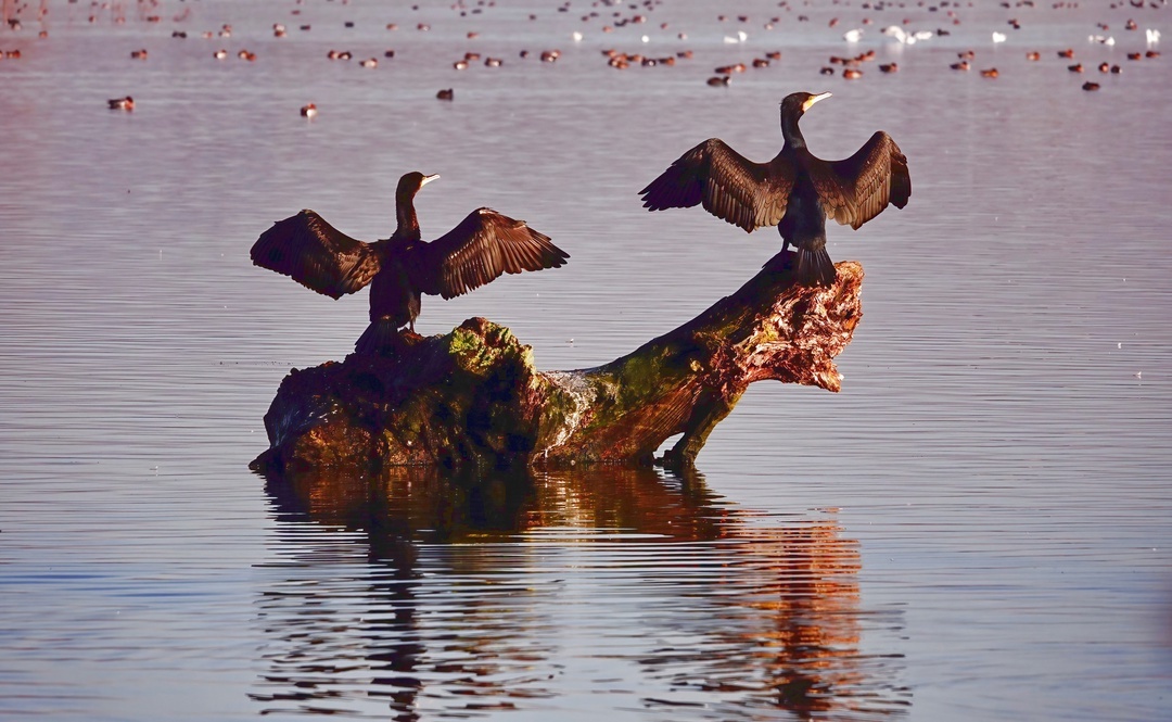 Cormorants dry their wings - My, The photo, Netherlands (Holland), Nature, Birds, Cormorants