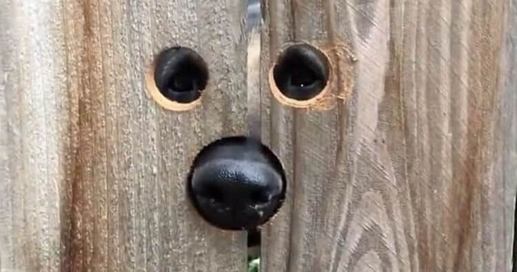 Reply to the post “Everyone has good neighbors like this dog” - Neighbours, Dog, Joy, Fence, Video, Vertical video, Hole, Curiosity, Care, VPN, Reply to post, Longpost