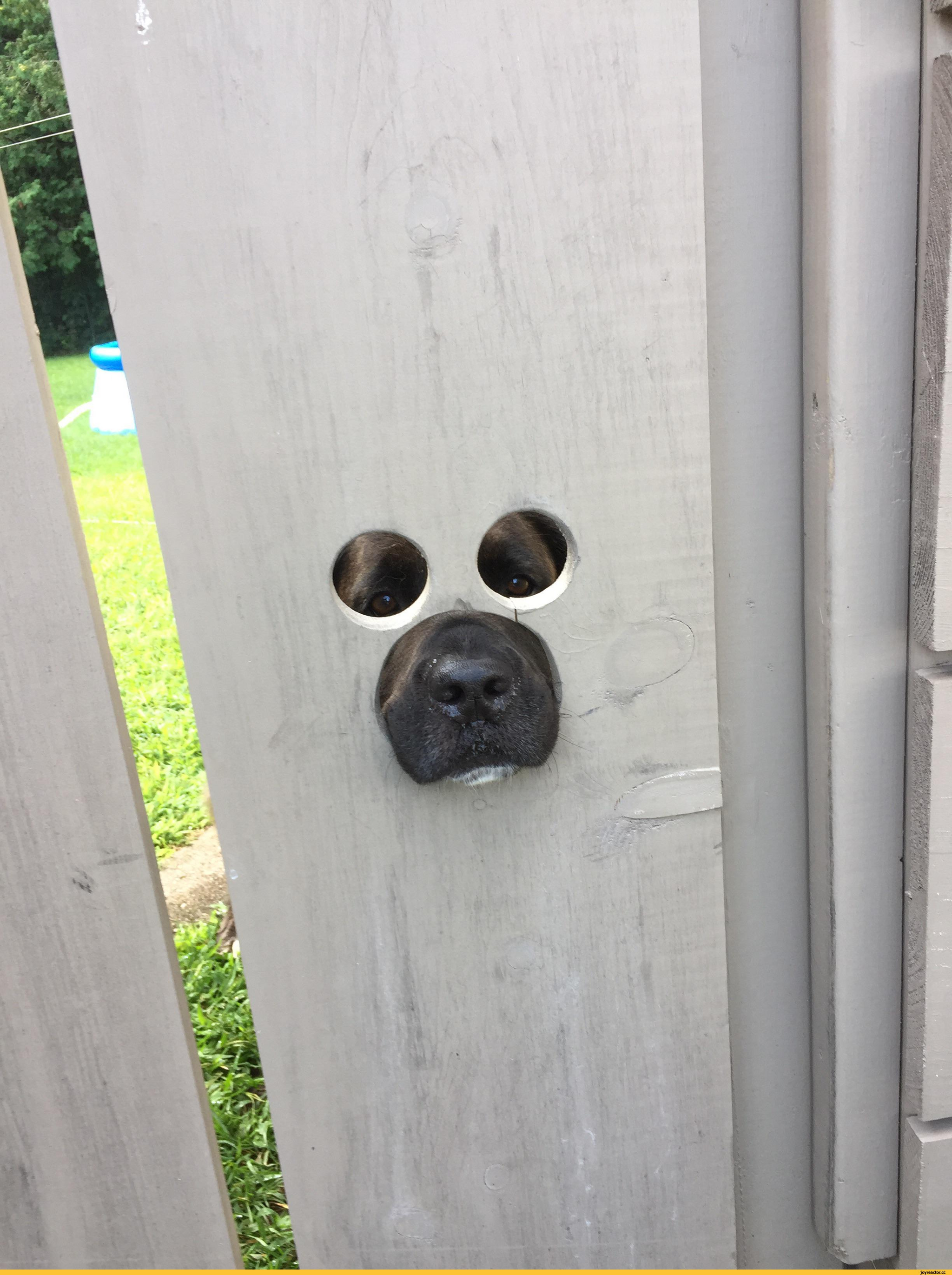 Reply to the post “Everyone has good neighbors like this dog” - Neighbours, Dog, Joy, Fence, Video, Vertical video, Hole, Curiosity, Care, VPN, Reply to post, Longpost