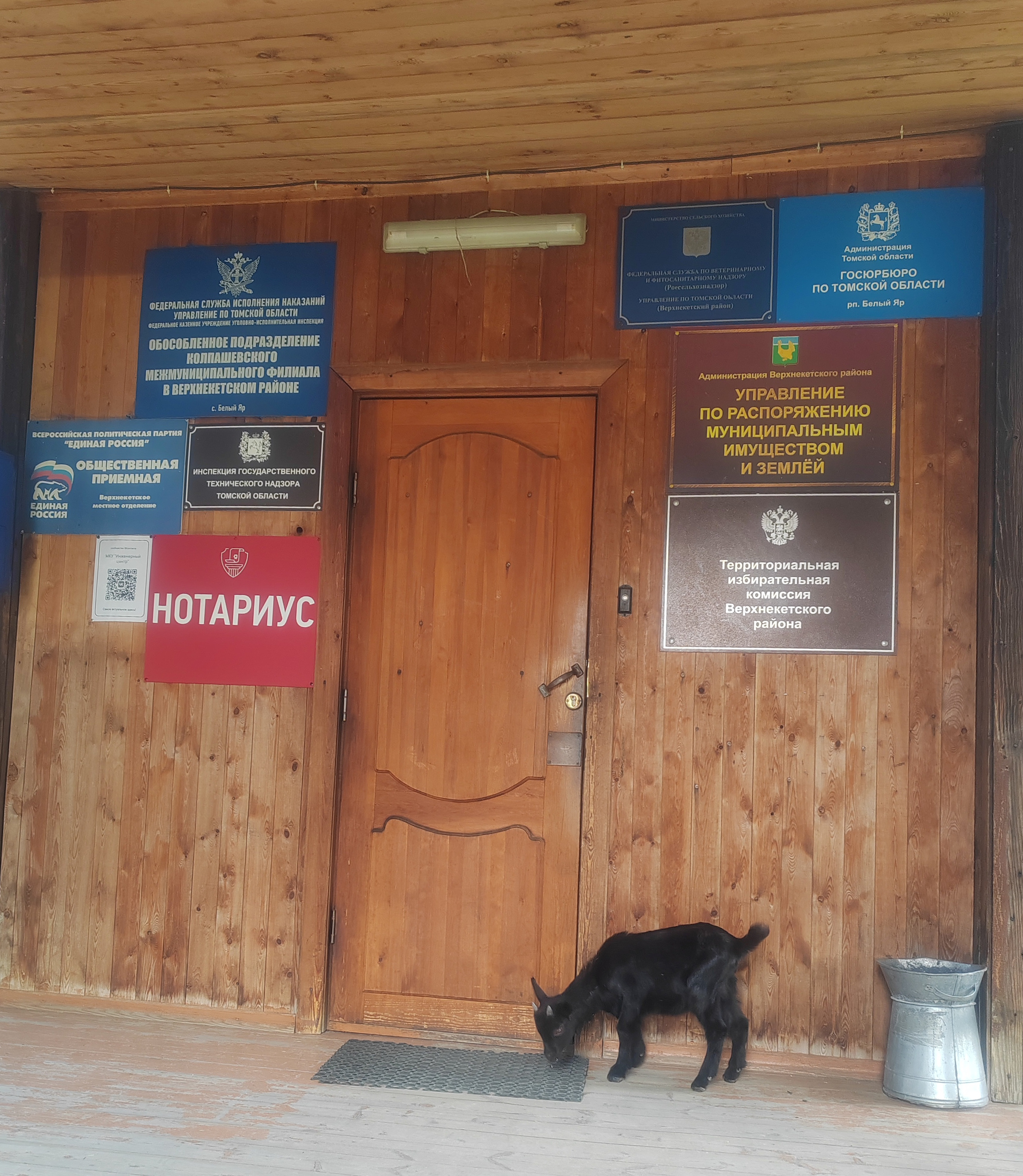 At the entrance to the offices - My, Village, Mobile photography, Village, Goat, Siberia, Provinces