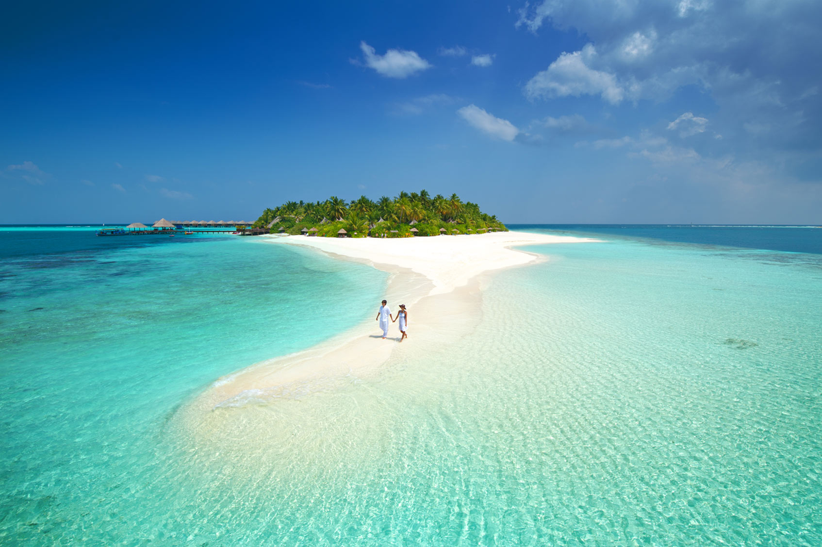 Parrotfish: Funny, but disgusting. All the sand in the Maldives is the result of the toilet of these fish - A fish, Maldives, Marine life, Animals, Wild animals, Yandex Zen, GIF, Yandex Zen (link), Longpost