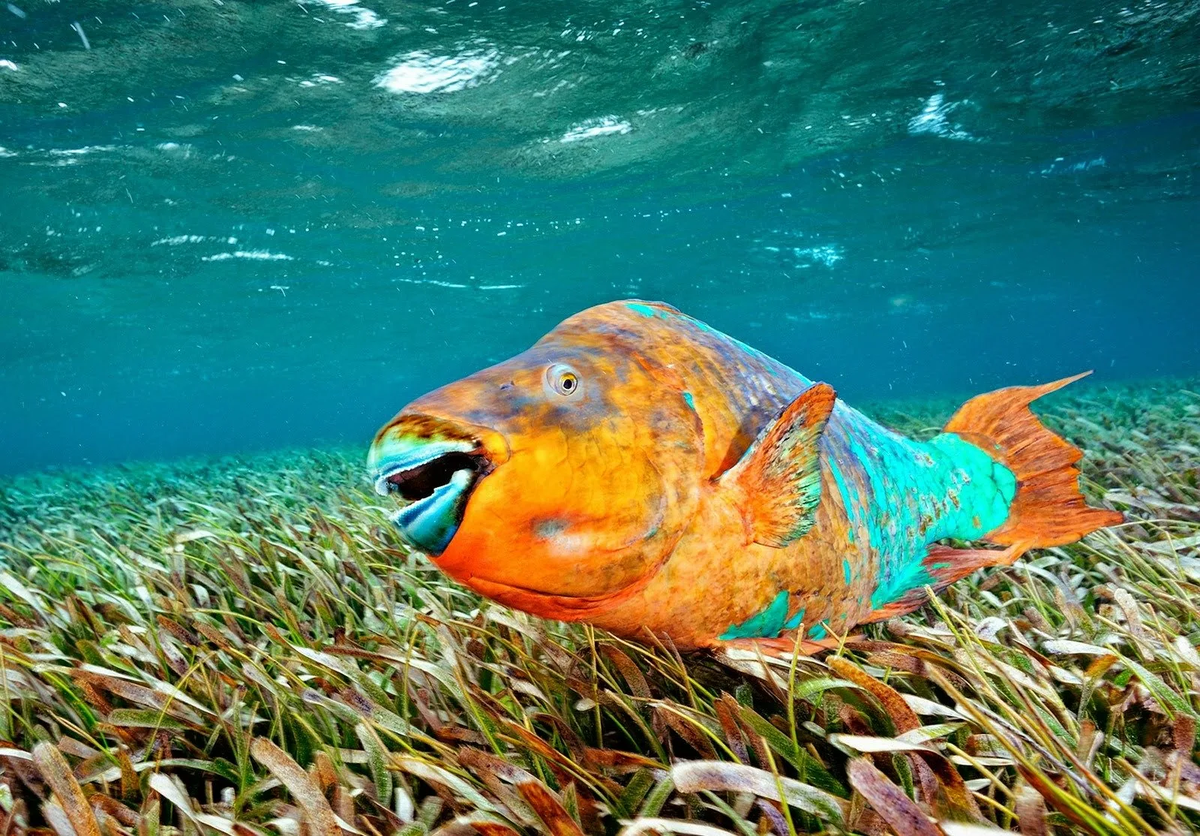 Parrotfish: Funny, but disgusting. All the sand in the Maldives is the result of the toilet of these fish - A fish, Maldives, Marine life, Animals, Wild animals, Yandex Zen, GIF, Yandex Zen (link), Longpost